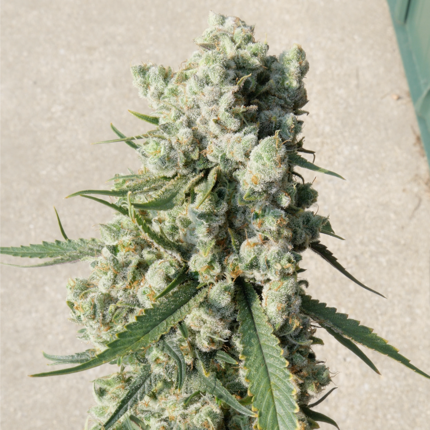 Juicelation Strain True Organics Cannabis