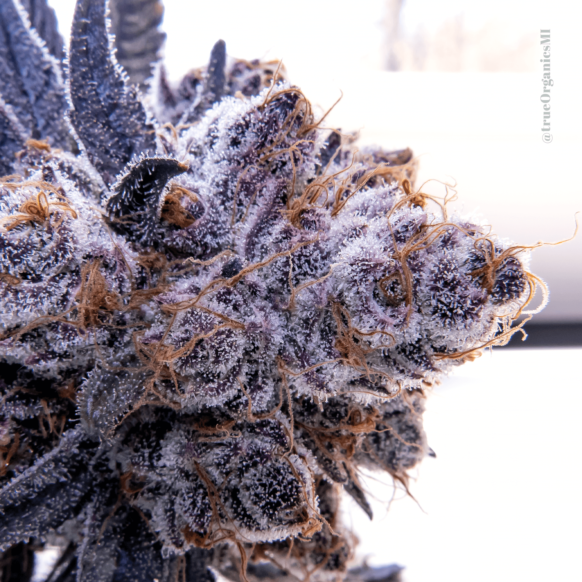 Rainbow Inferno Trichomes
