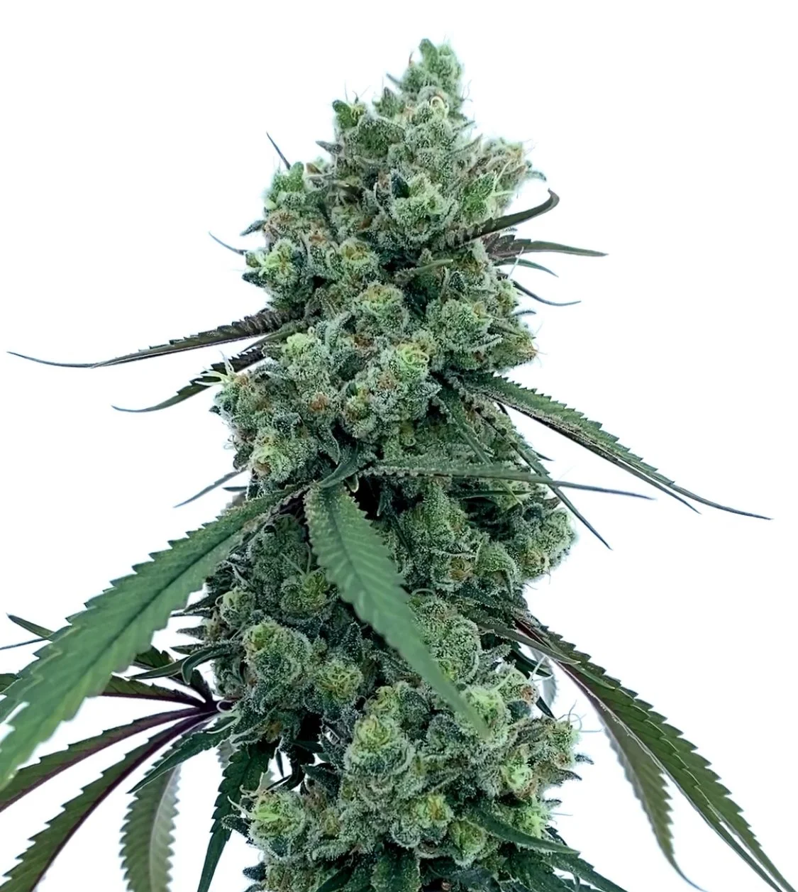 Juicelation Strain