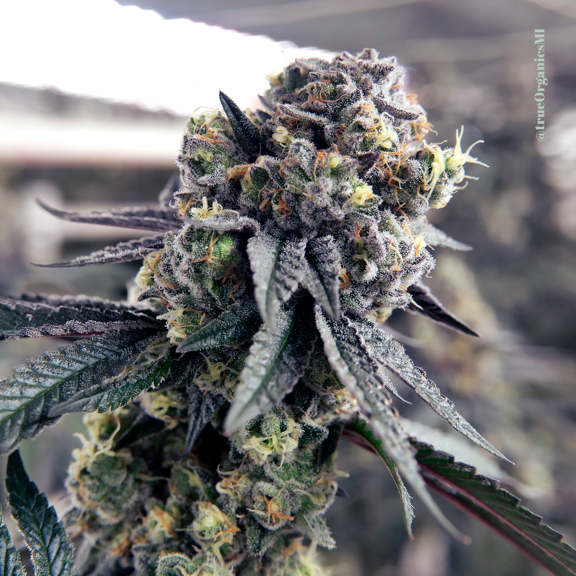 Truffleupagas Strain by True Organics