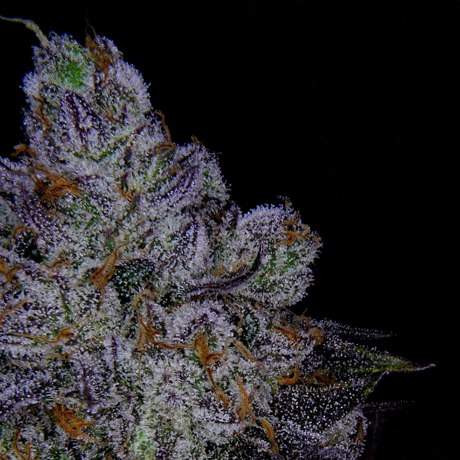 Zushi Treats Close Up