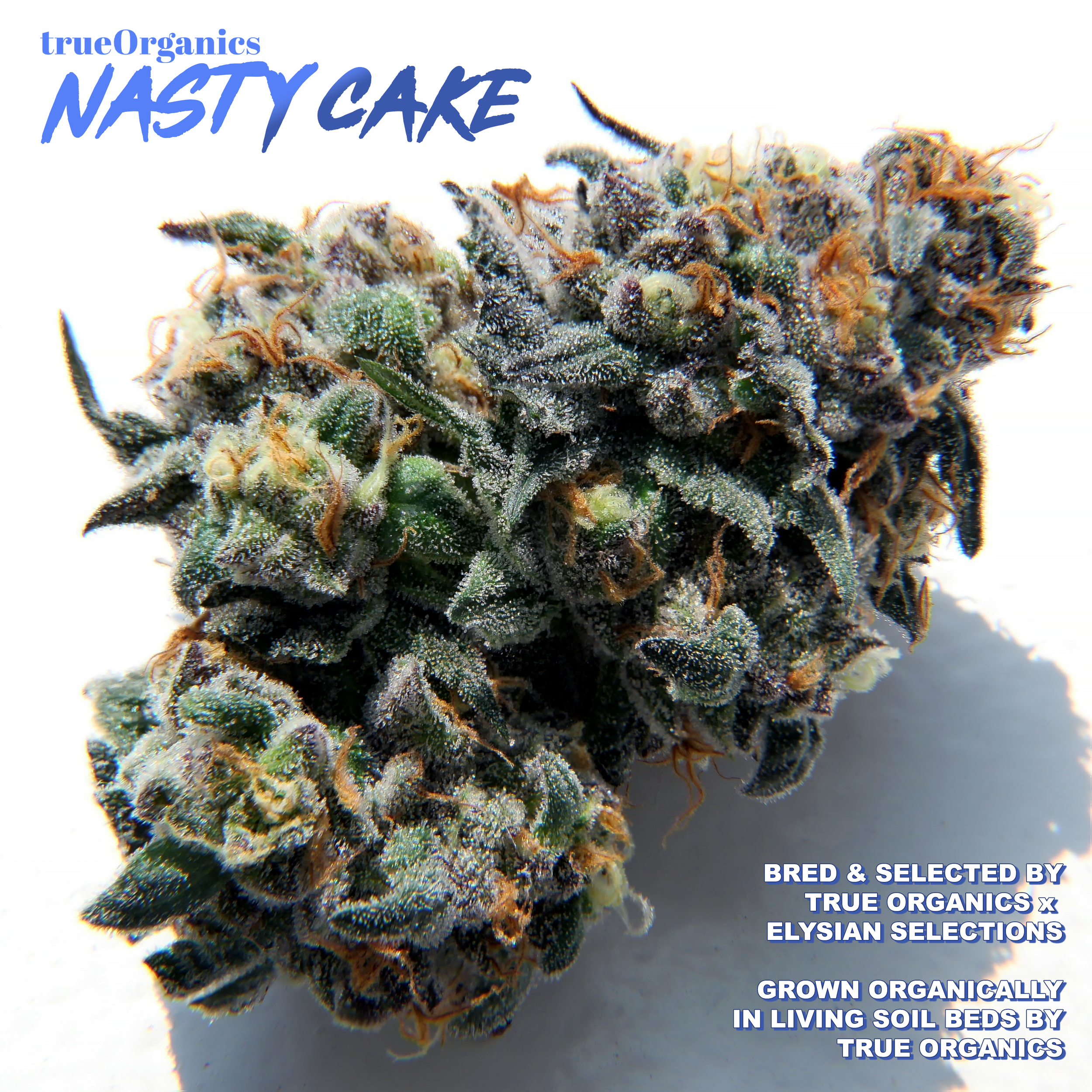 Nasty-Cake-Bud.png