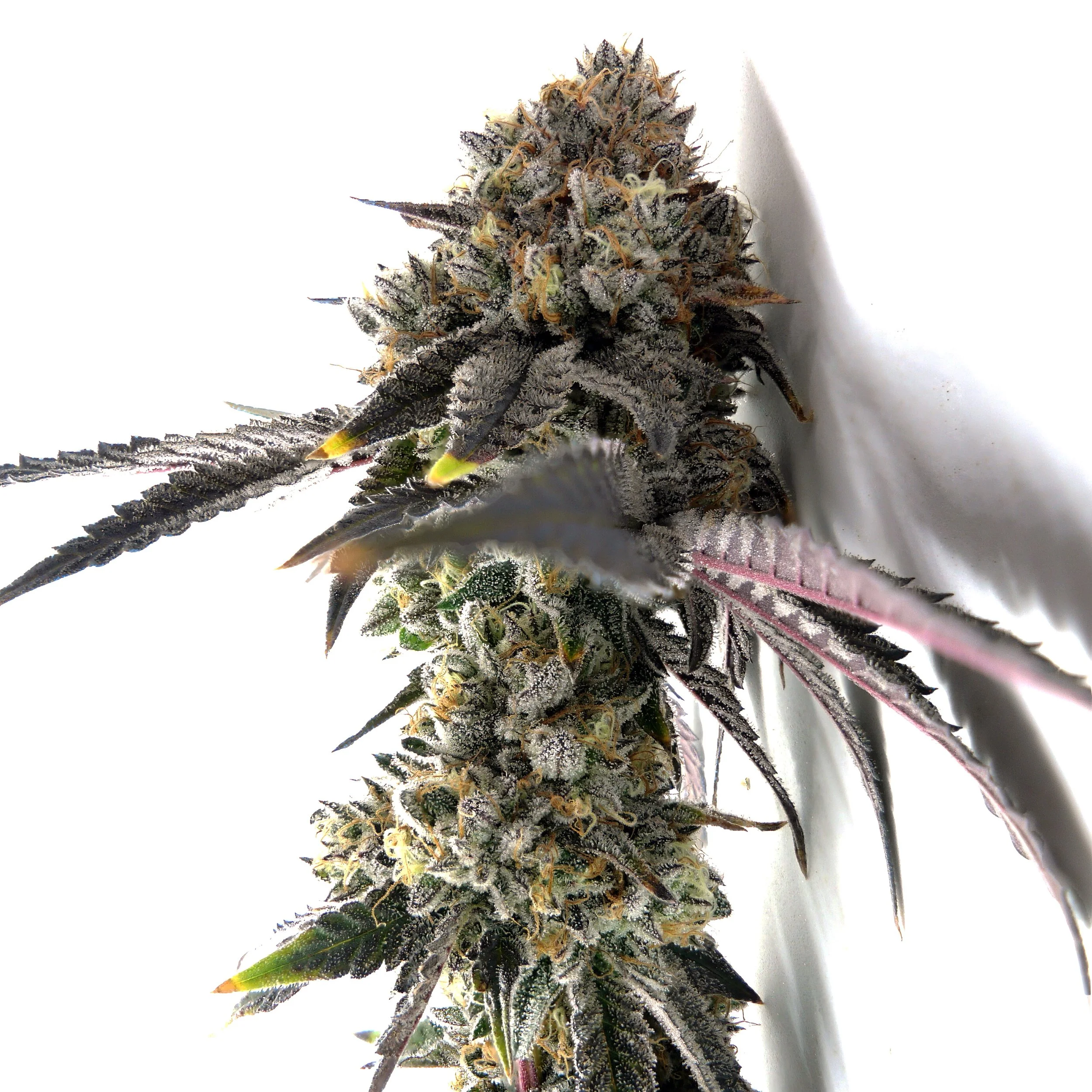 killer-cupcakes-strain-true-organics.JPG