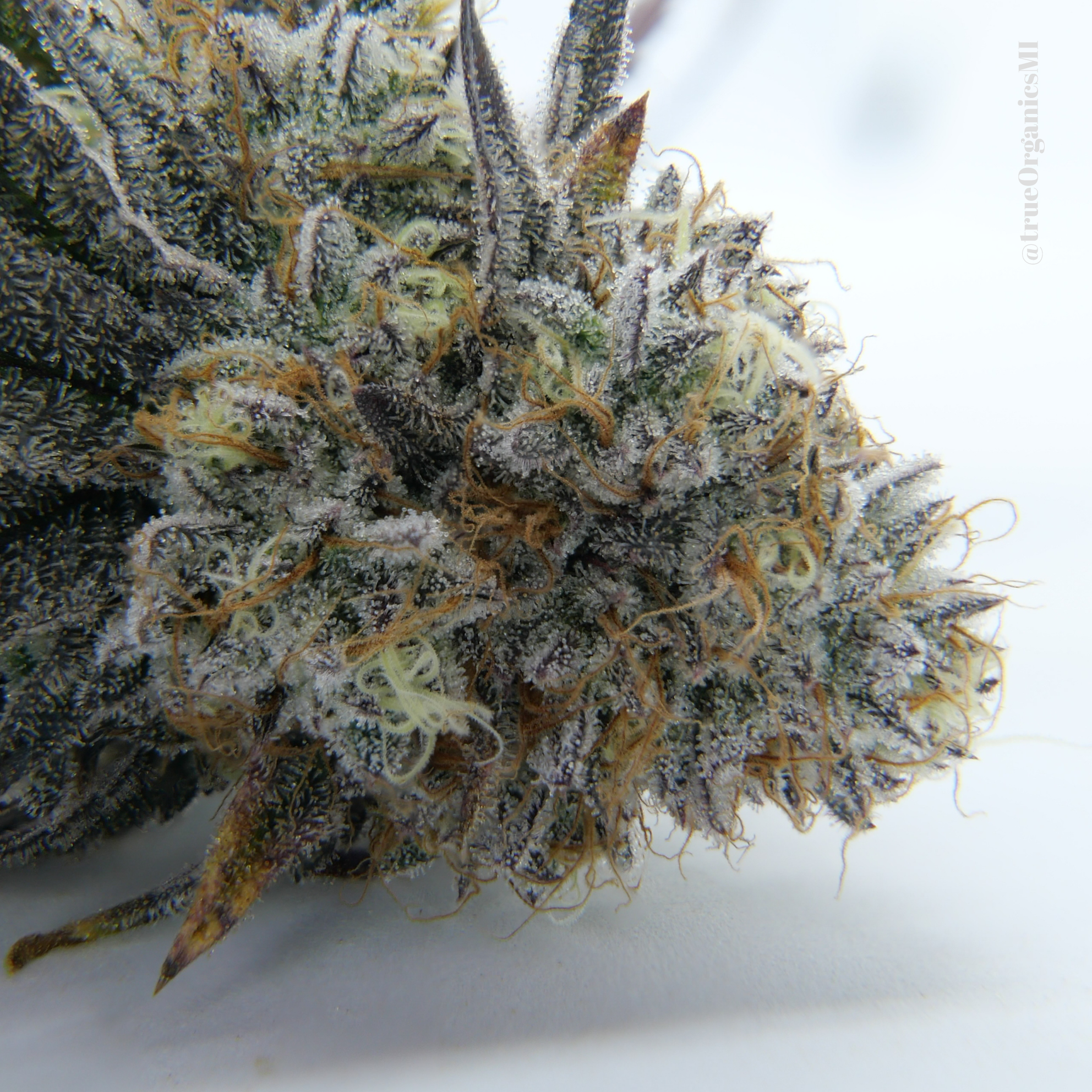 Killer Cupcakes Strain by True Organics Organic Cannabis Michigan