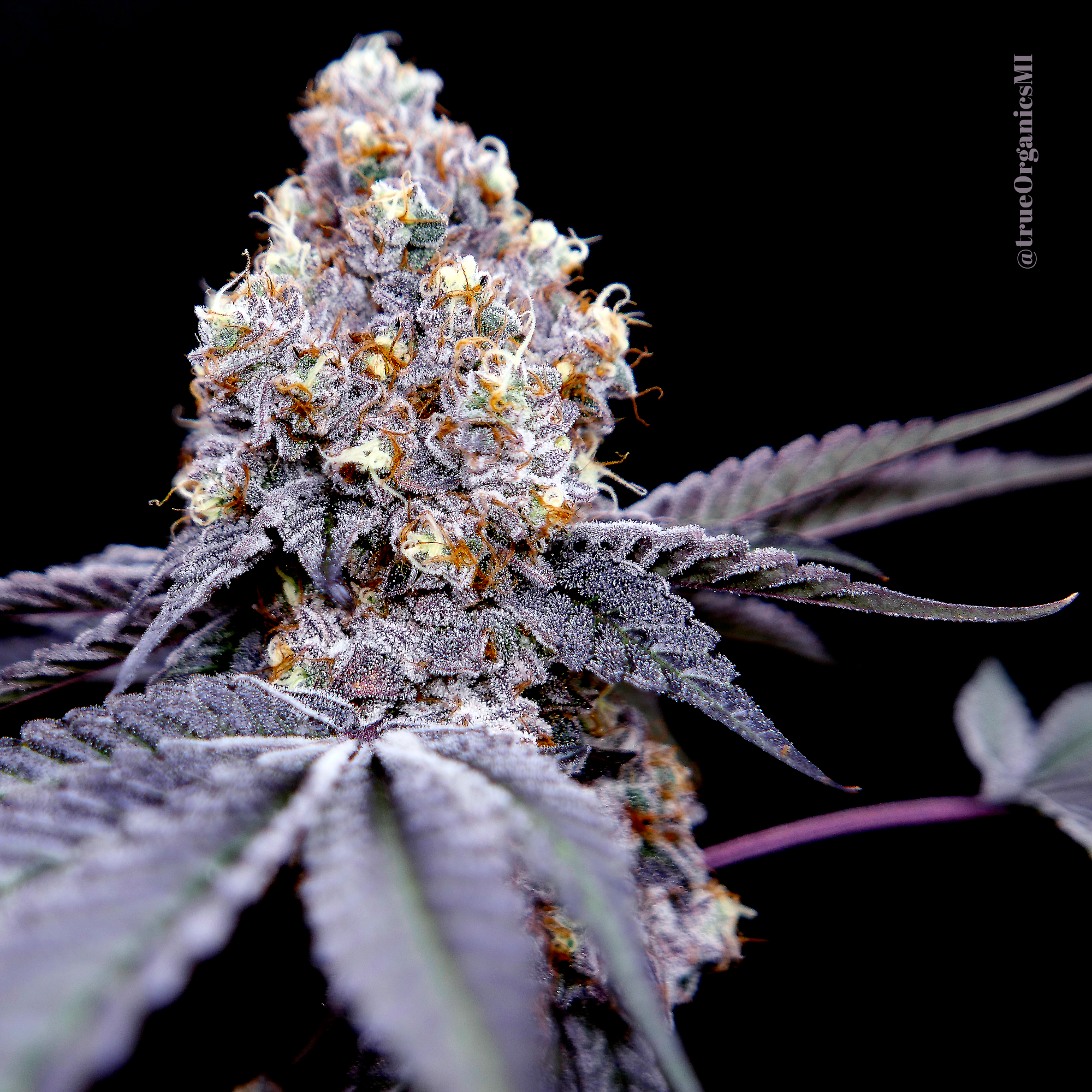 Double Baked Cake Strain by True Organics Organic Cannabis