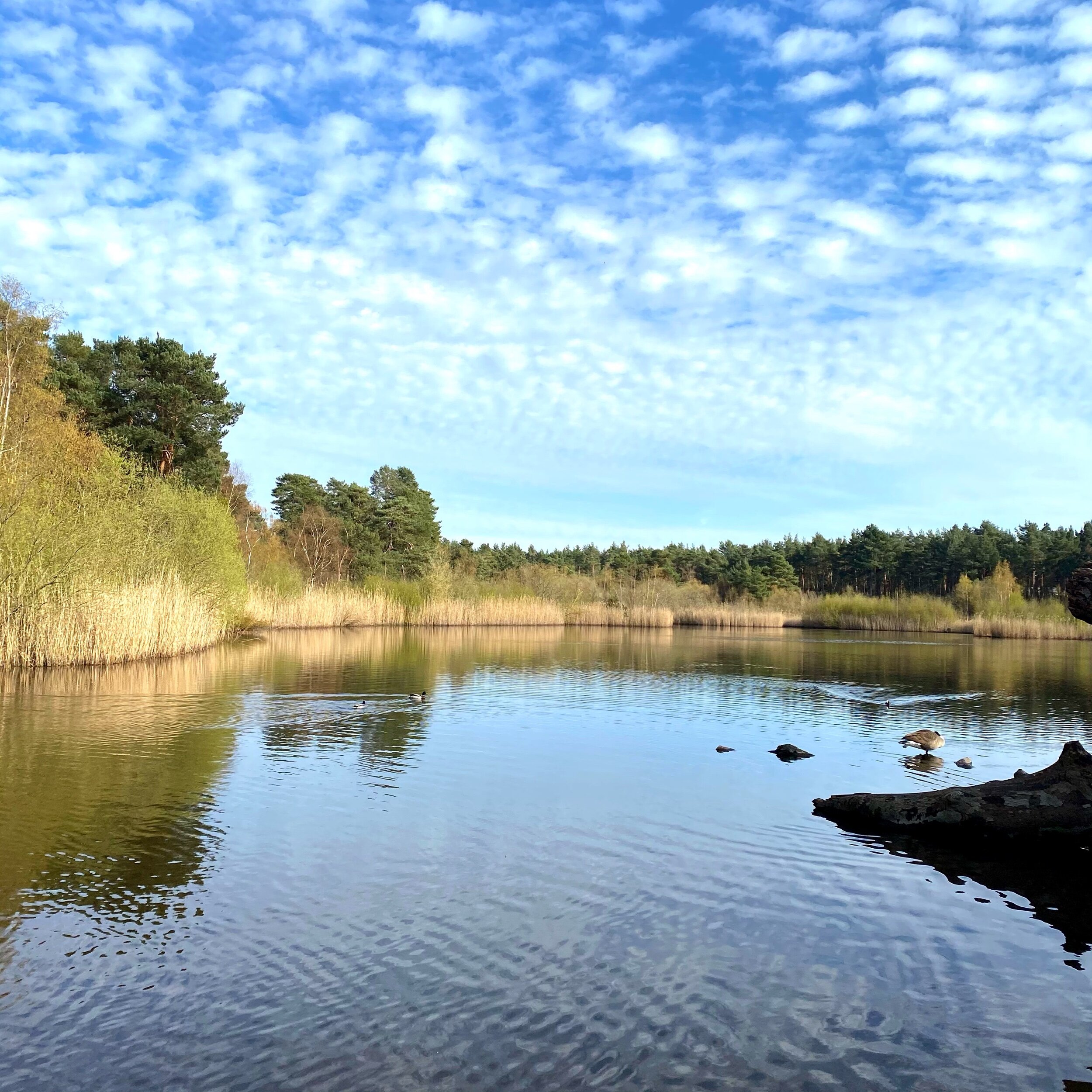 アウトプットと貢献
