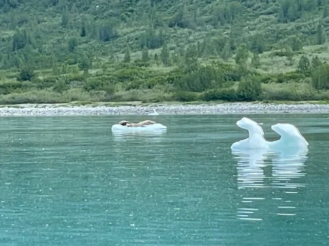 Icebergs and Sea Lions