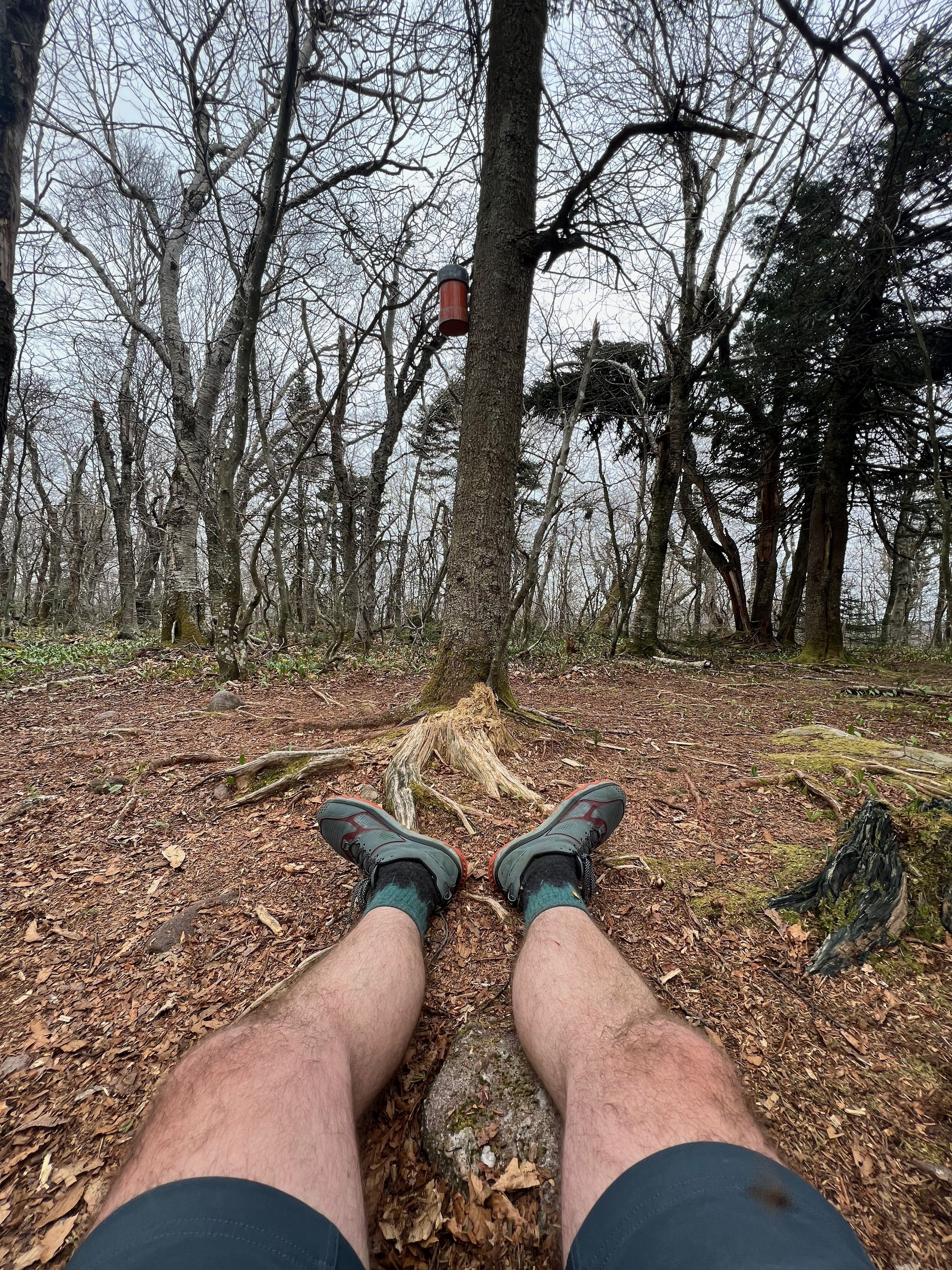 Bushwhacking Fir Mountain, A Catskill 3500 Trailless Peak