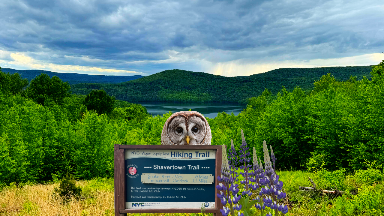 Hiking the Shavertown Trail, an Easy Catskills Hike to Epic Views near Andes, NY