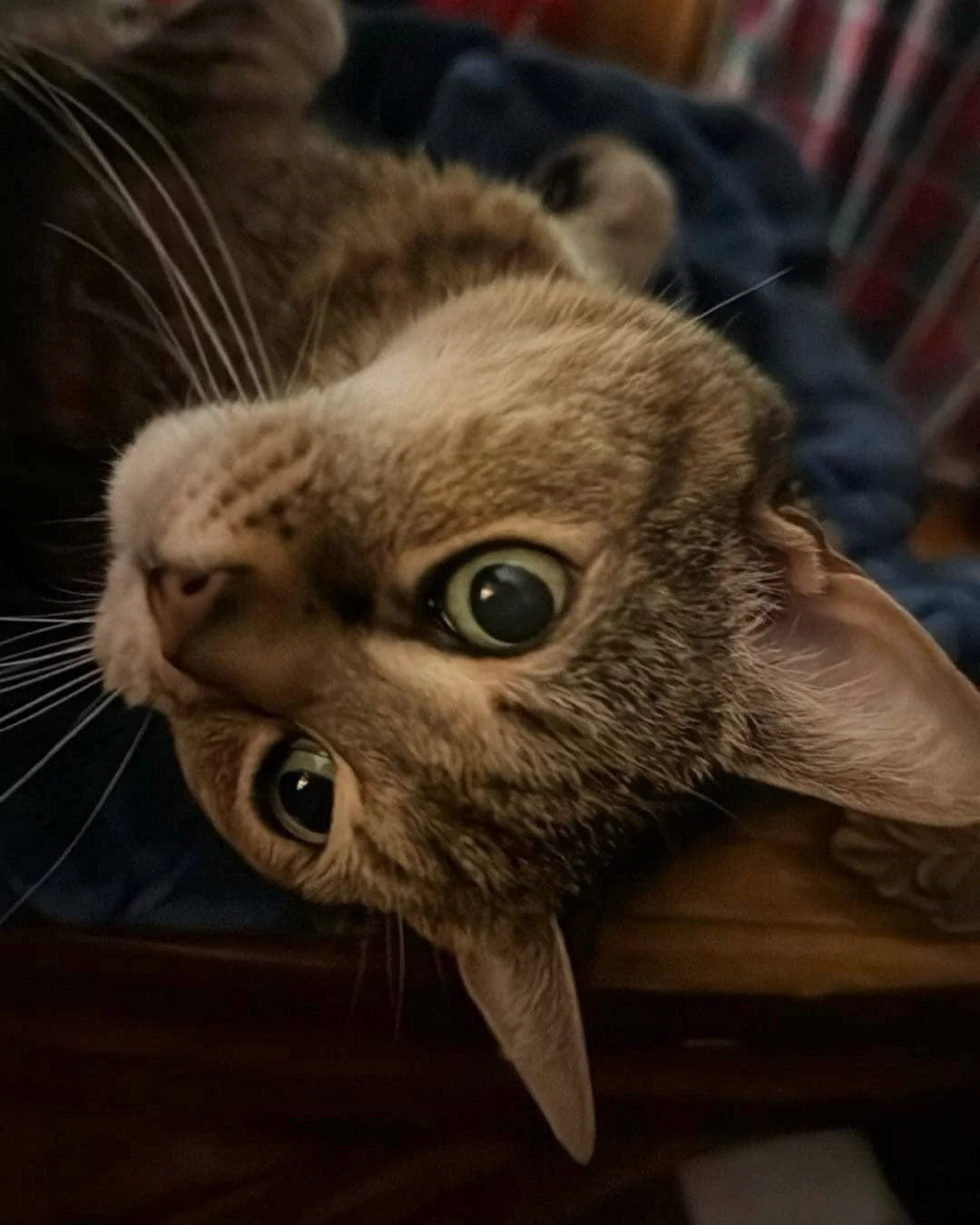 In Loving Memory of Grace