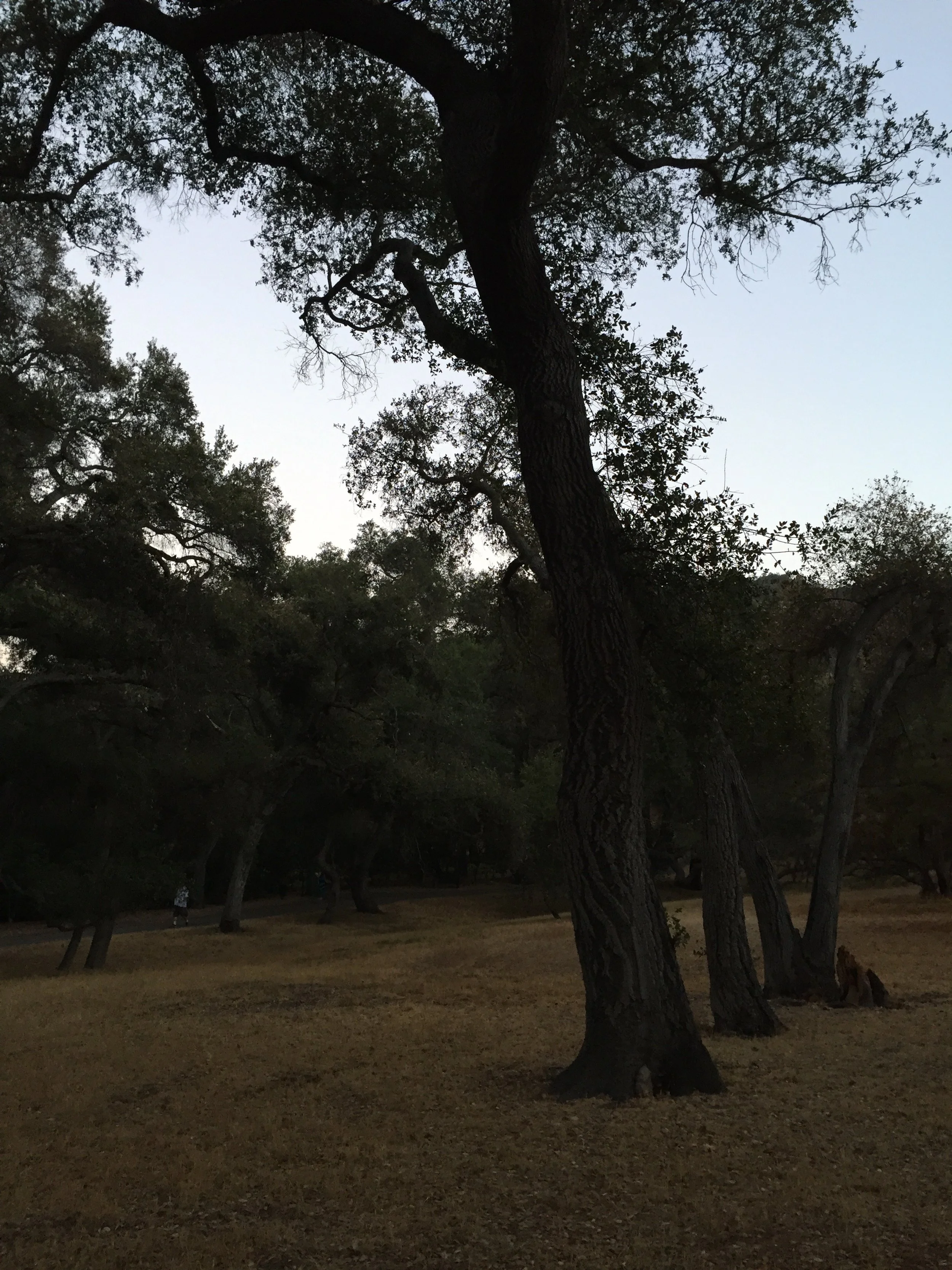 Oak Forest_Descanso.JPG