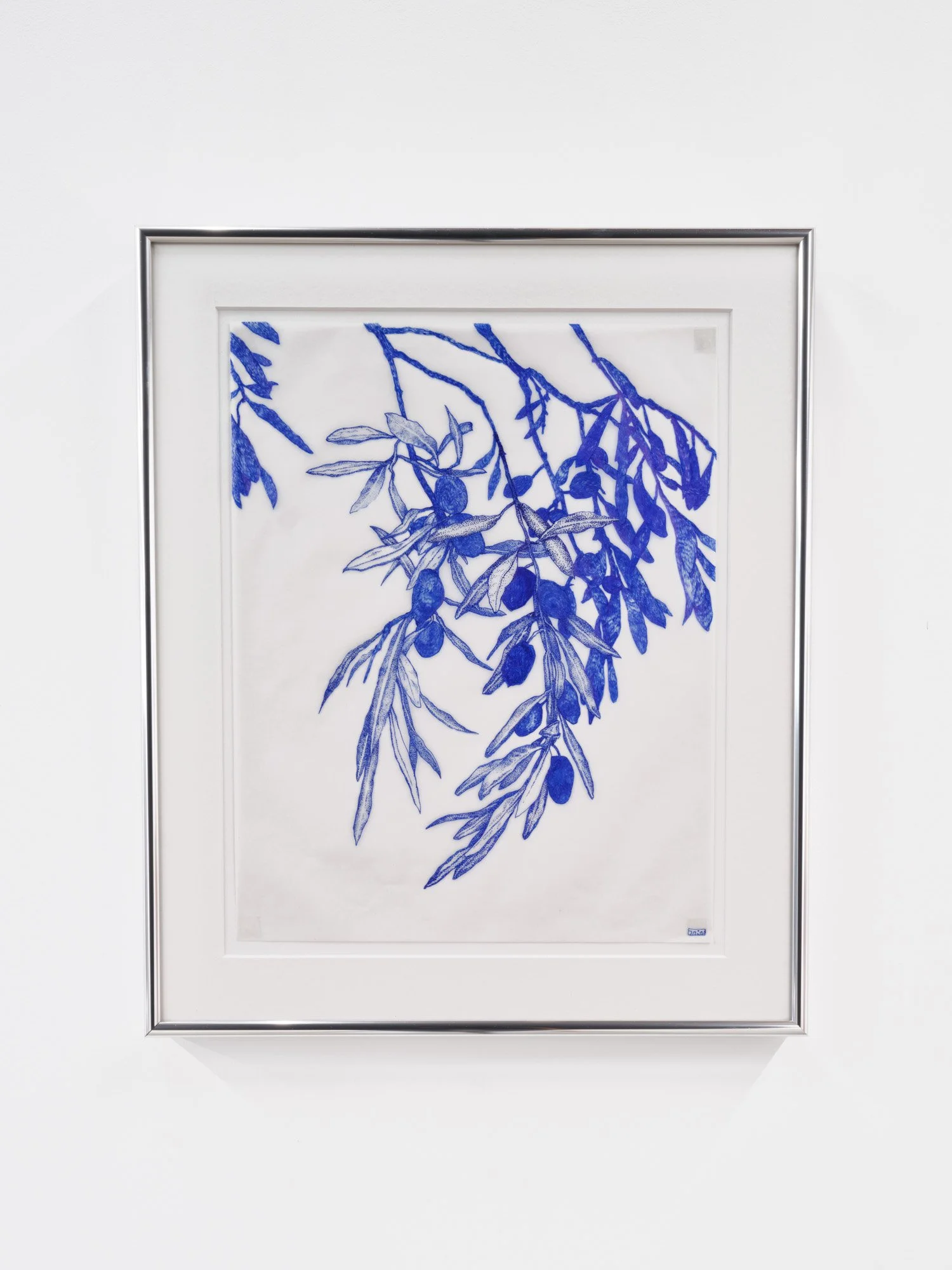   an olive branch , 2025  Ballpoint pen on vellum  11 x 14 inches 