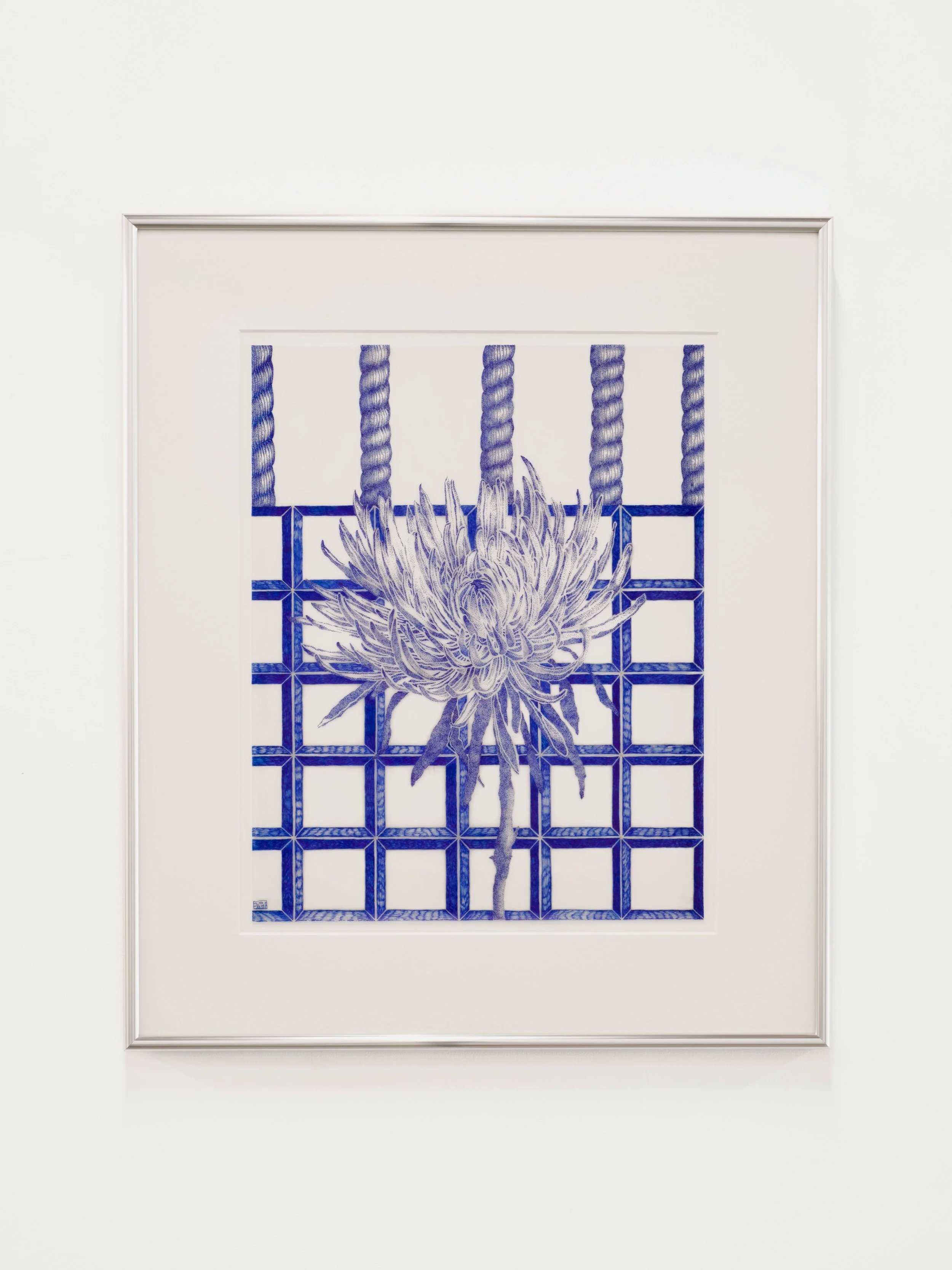 Chrysanthemum, 2026