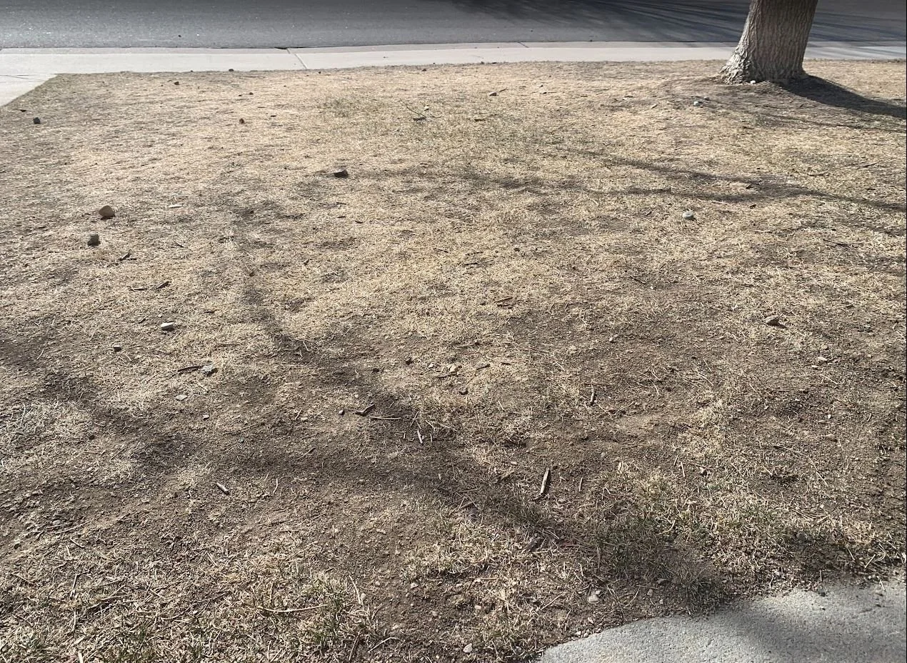 Why Your Colorado Lawn Looks Like Dirt After a Dry Winter