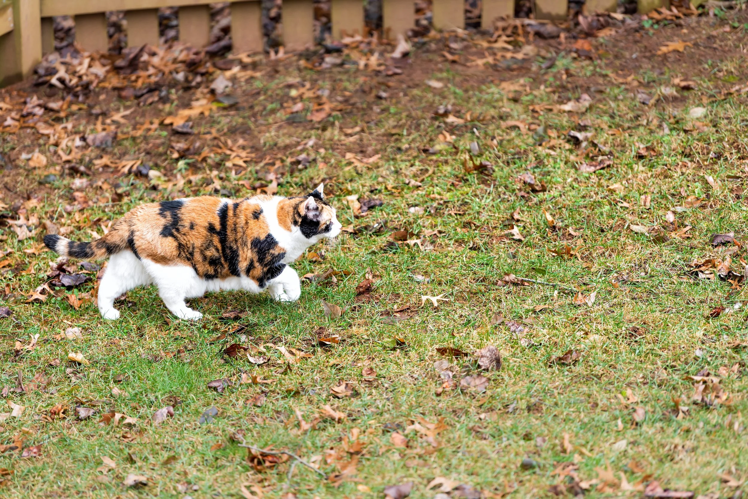 cat walking in backyard grass covered in leaves during winter