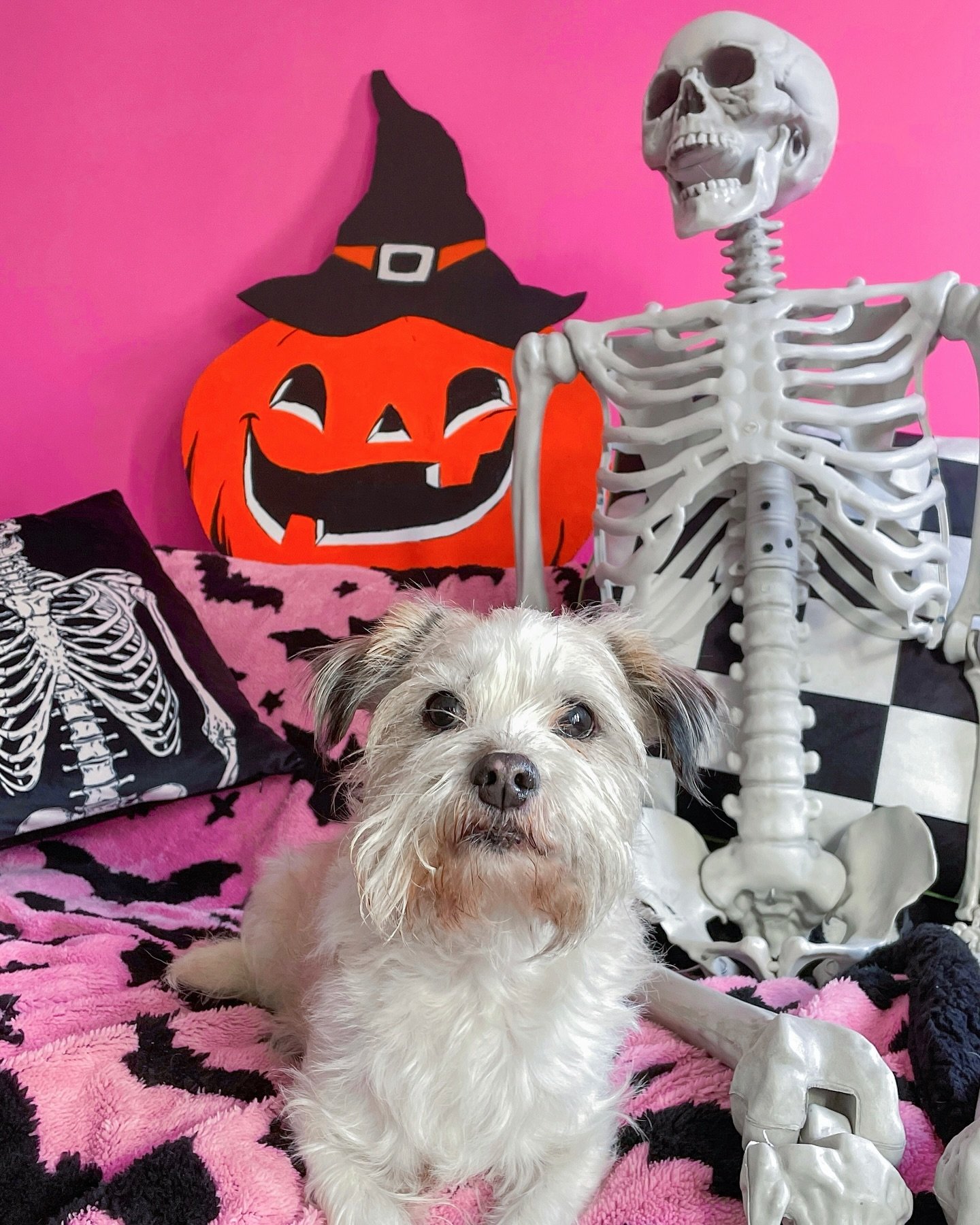 Happy Halloween from the co-workers 💀🐶🎃

#halloween