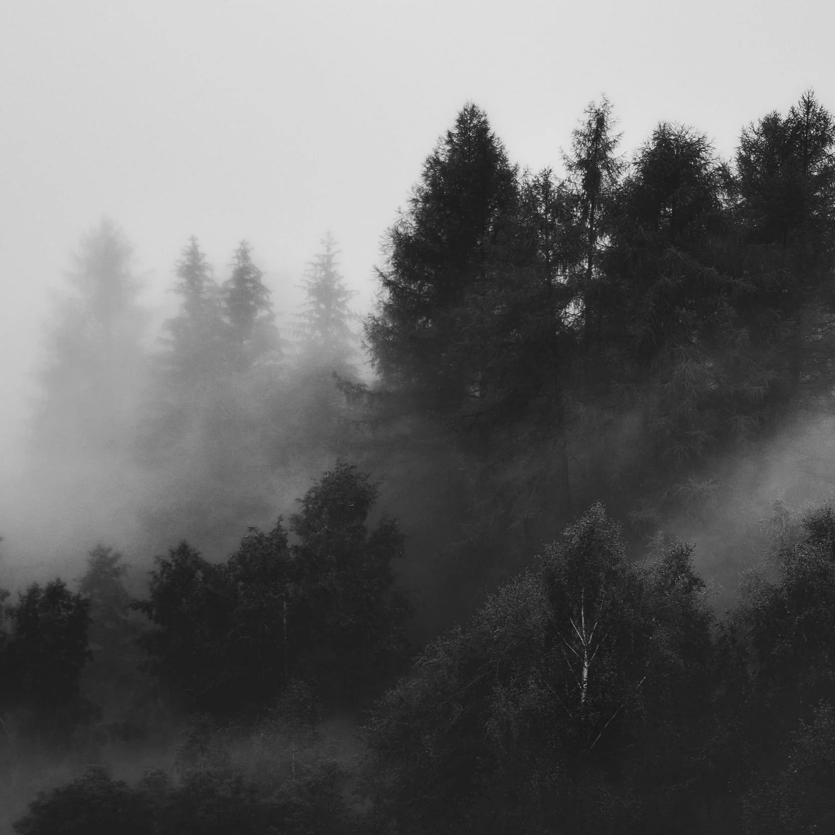A black and white photograph of a foggy forest with tall trees and mist.