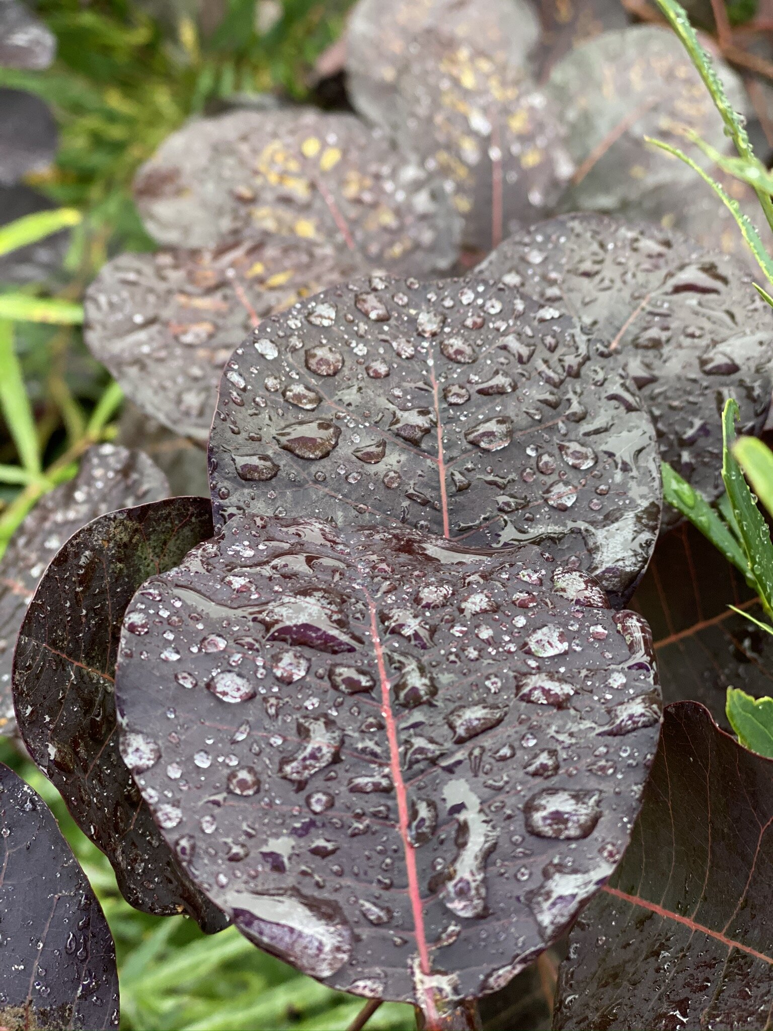 IMG_0980.jpeg