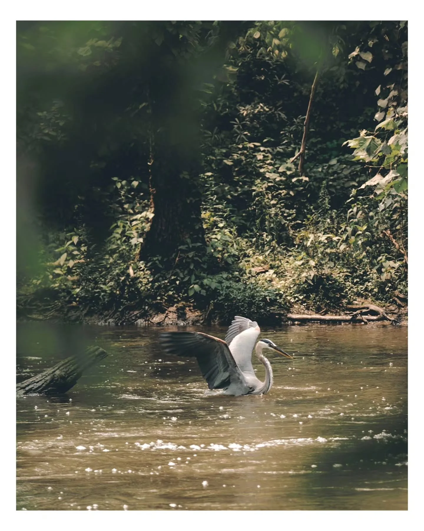 Found near Shiplock Park during warmer weather. Have a great weekend.