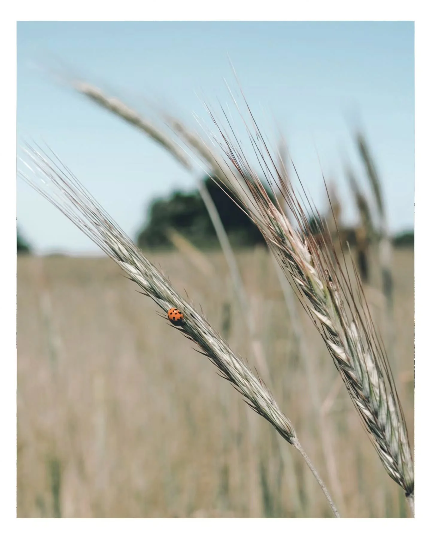 Over the summer along the capital trail.