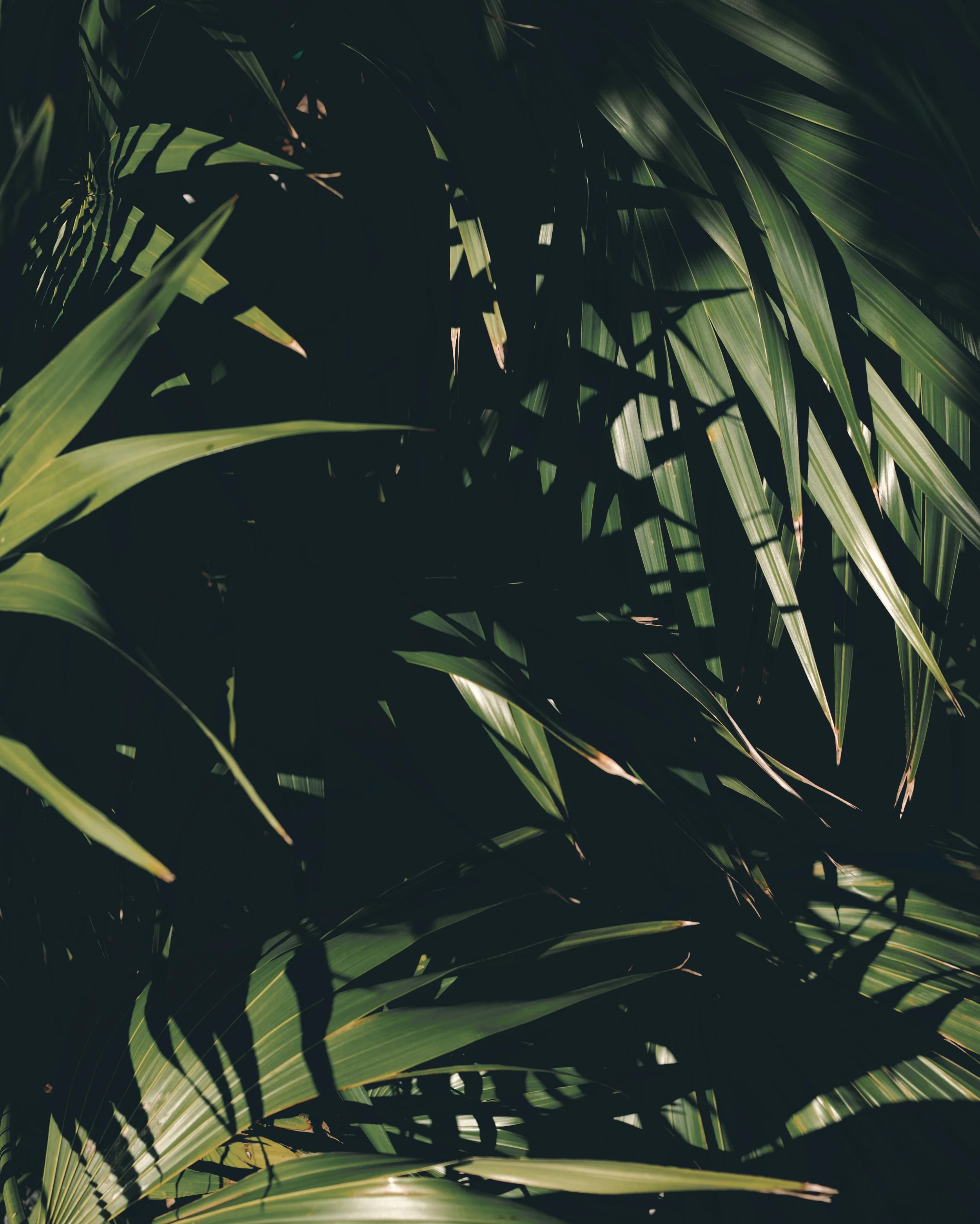 Photograph of palm leaves by Chris Fessler