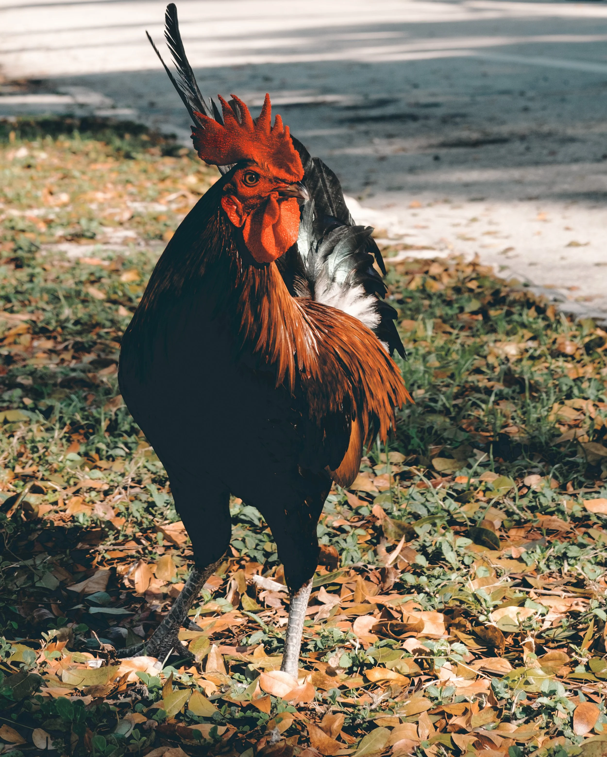 Photograph of rooseter by Chris Fessler