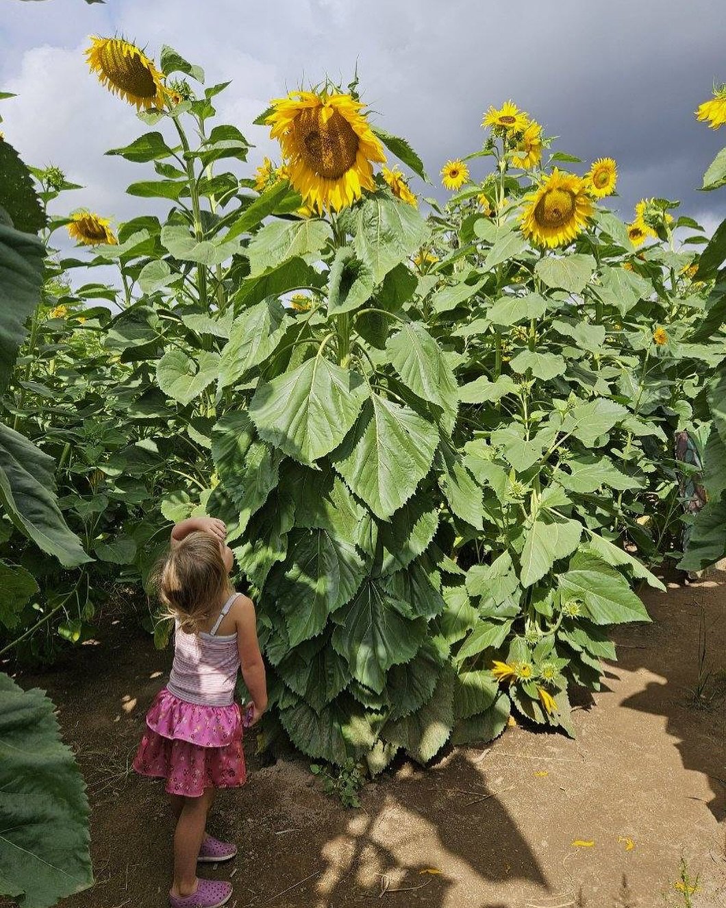 🌻SUNFLOWER FESTIVAL 2025 is on the horizon!🌻

Hang tight for our tickets to be released. We&rsquo;re bringing the sunshine early this year with our lowest early bird ticket prices EVER! 🎉

Get ready for golden fields, activities for everyone, deli