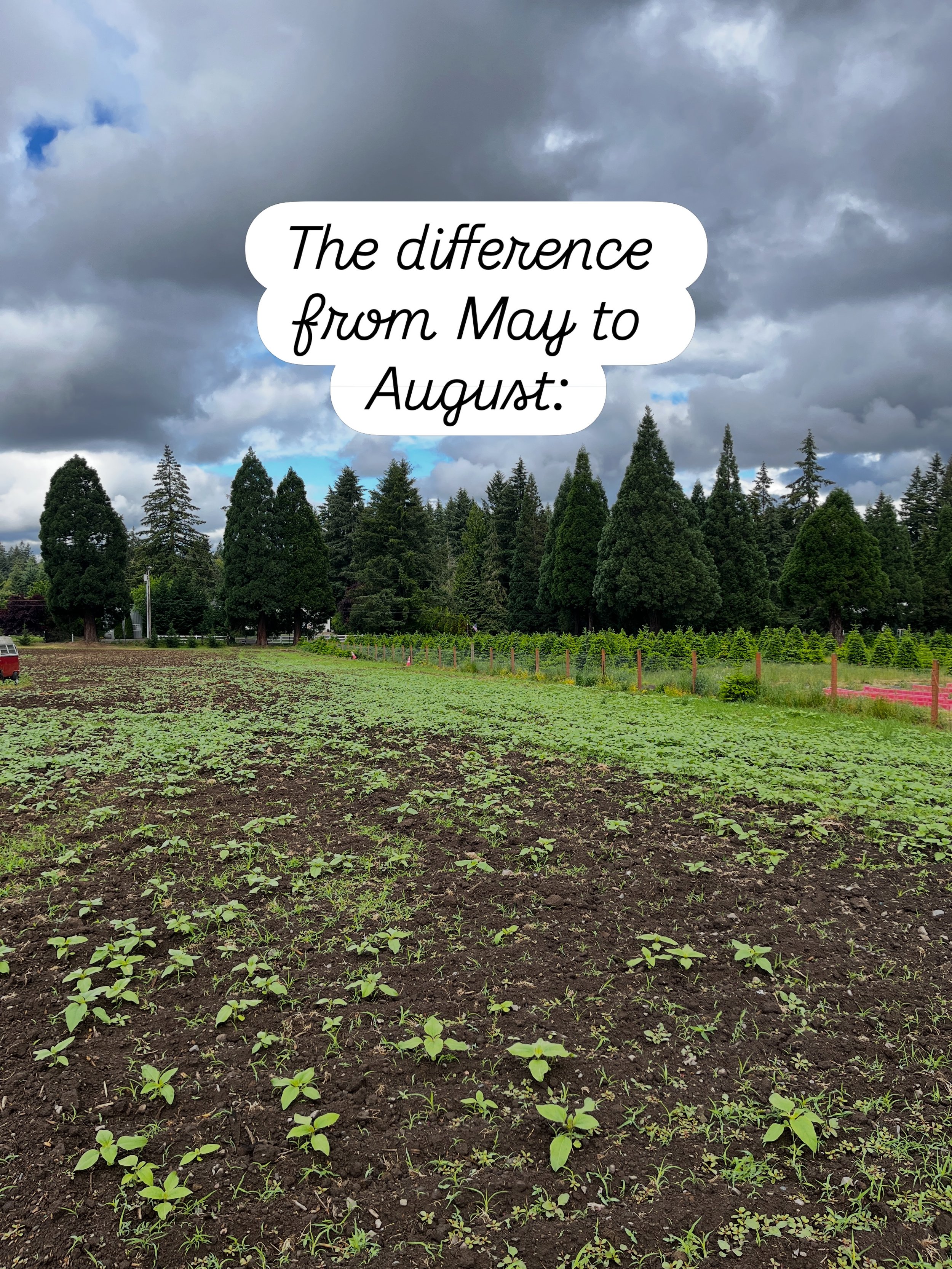 From May to August we spend our days tending to the sunflower fields. The blooms are so worth all the hard work! 

Fun Fact: Young sunflowers are quick learners. They track the sun to soak up as much sunshine as possible!