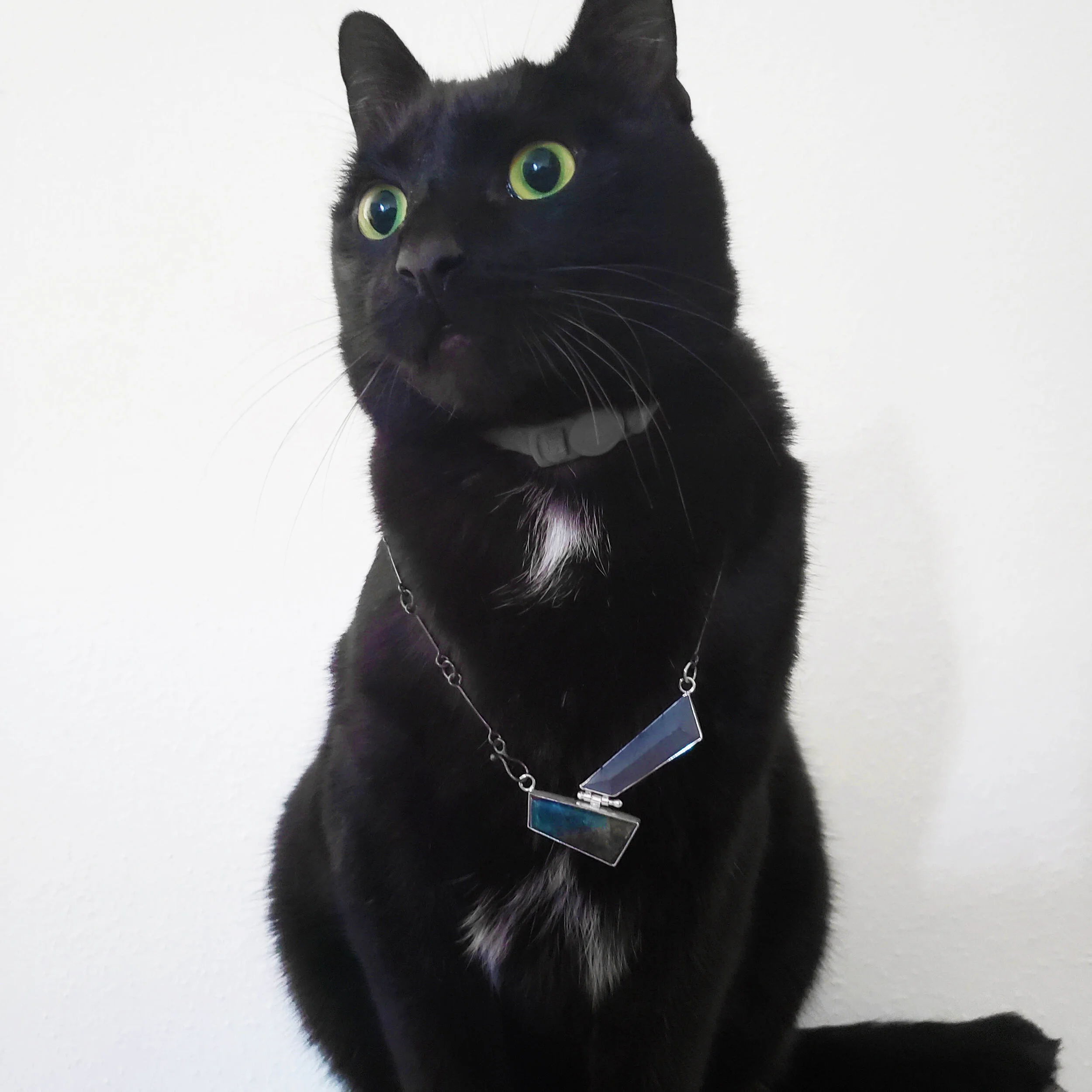 Blake cat staring into the distance with necklace on.