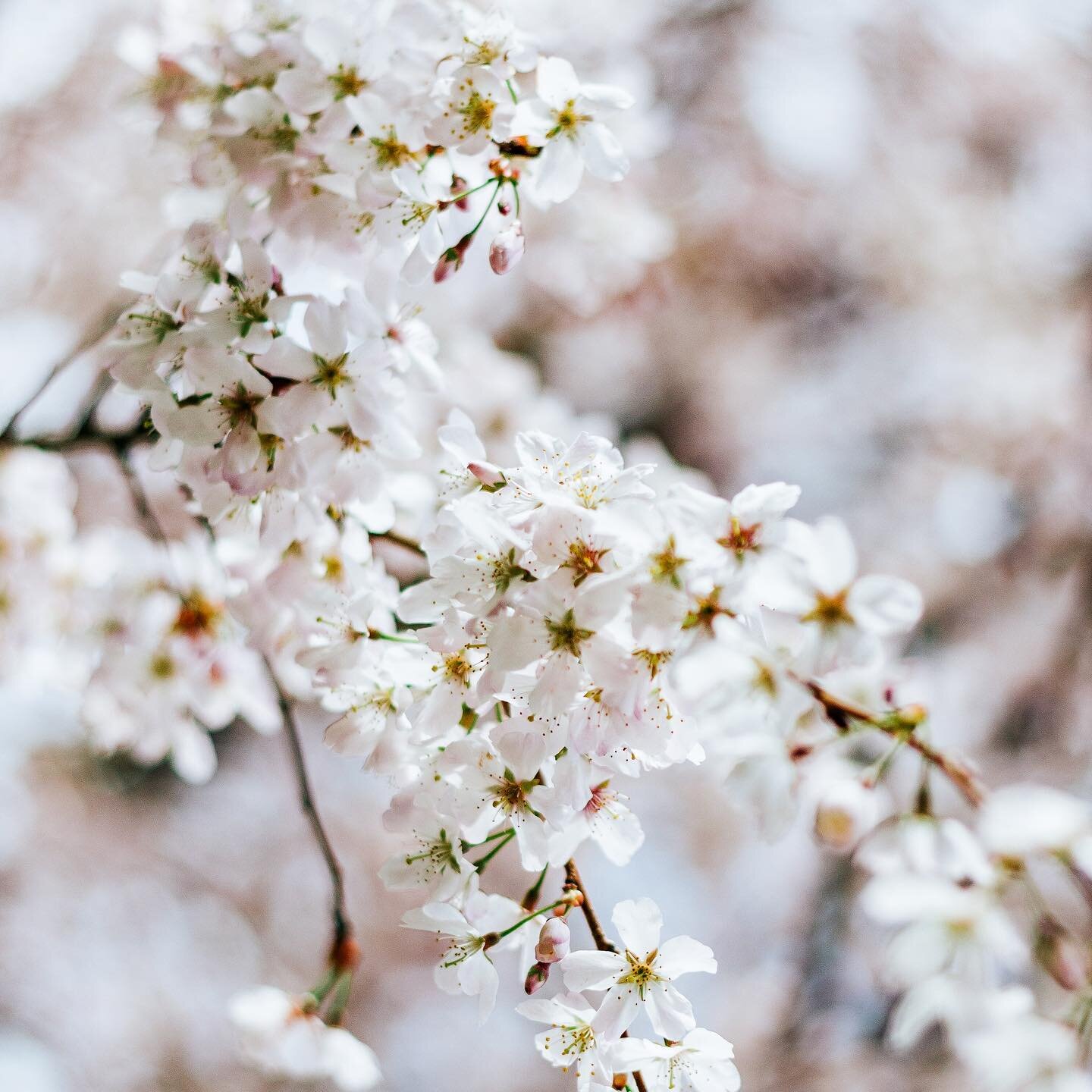 It&rsquo;s cherry (and apricot) blossom season on the farm! 

A beautiful time of year that also gets us excited for PYO cherries 🍒 

We plan to be open this year Friday, July 1st and we look forward to seeing you all soon!