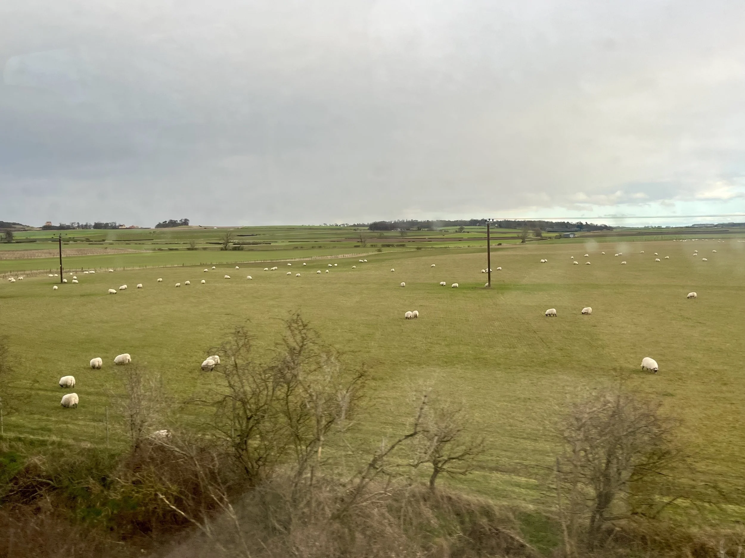 Sheep in North Berwick.jpg