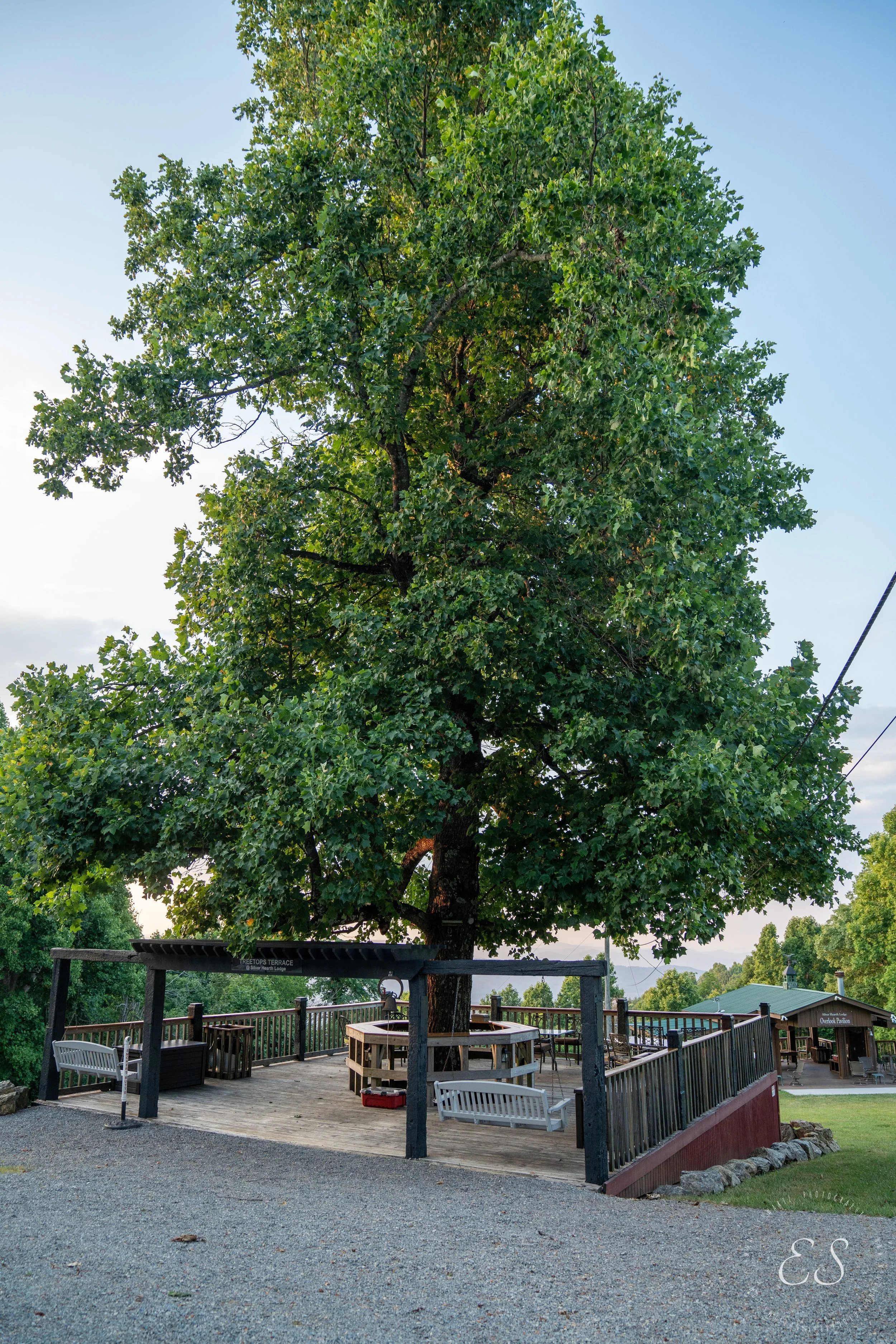 A large leafy tree on a wooden deck with benches, surrounded by a railing and rocks, with a small building in the background.