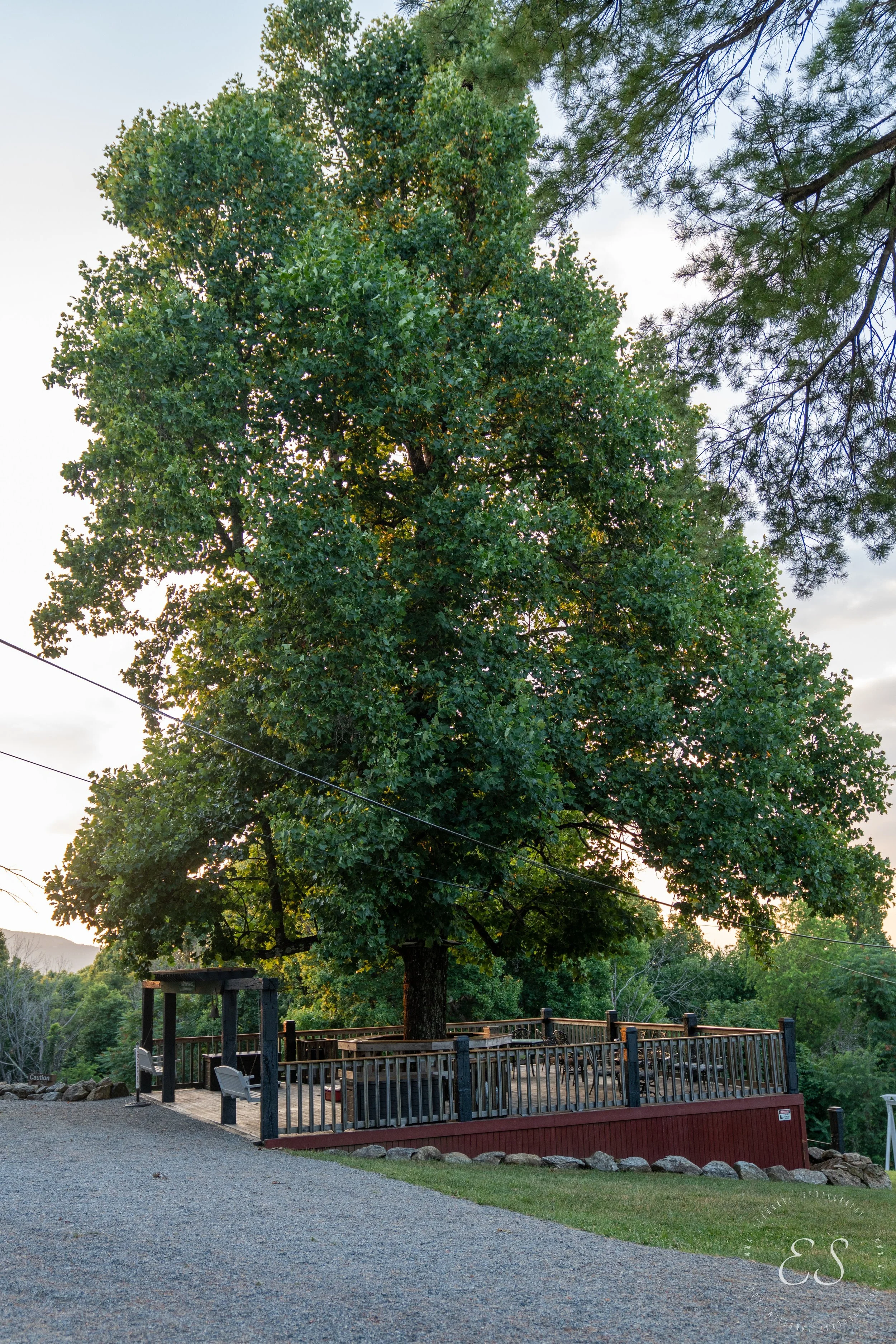 Large leafy green tree on a red wooden platform with a black railing, surrounded by rocks and a gravel pathway, with chairs and a small shelter, under a partly cloudy sky.
