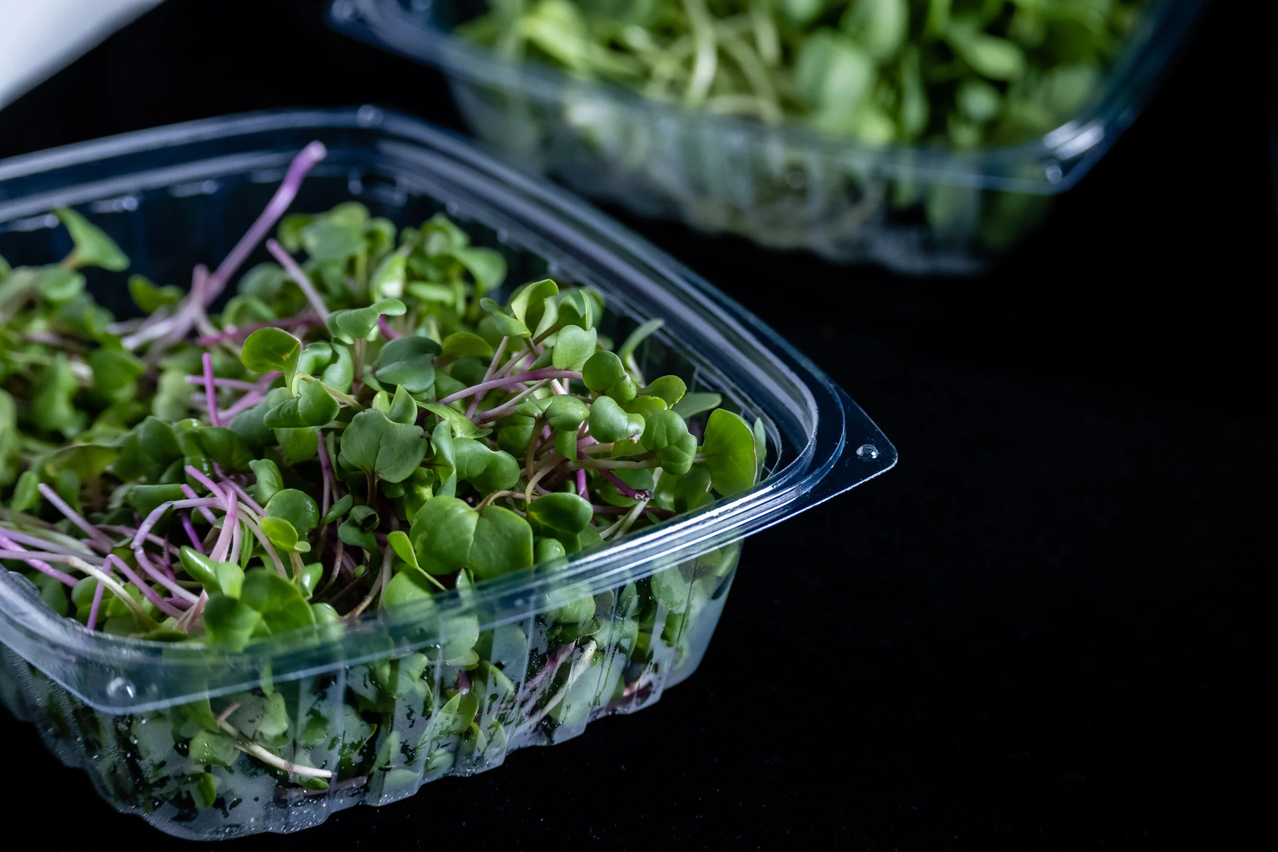 radish microgreens