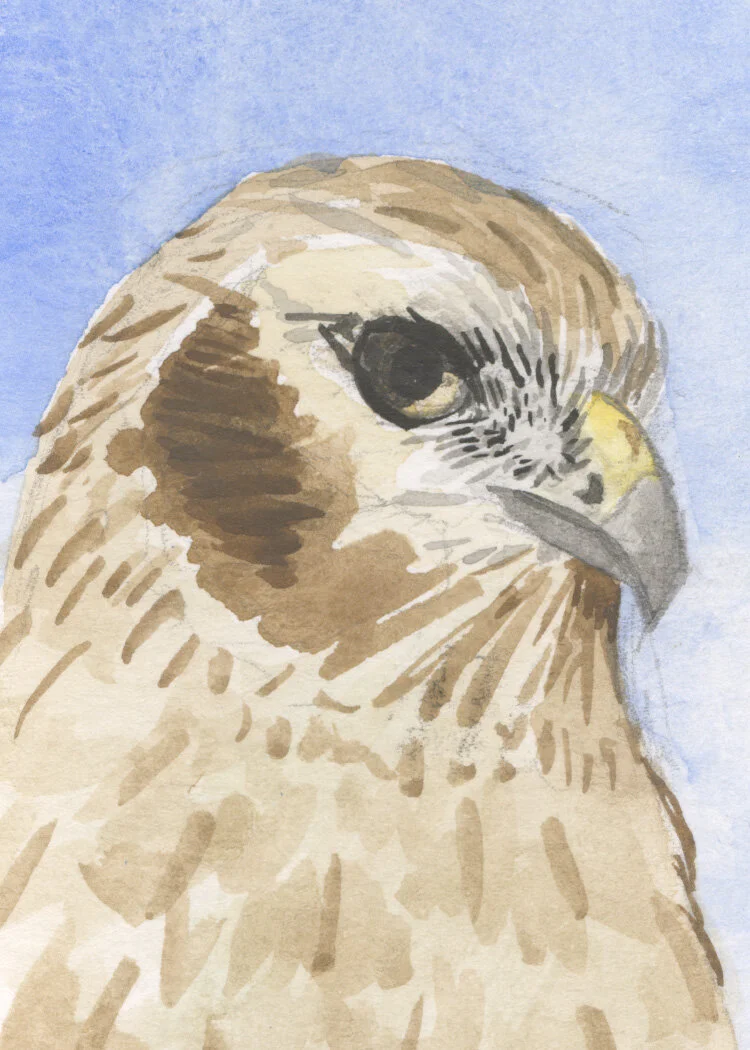 montagu's harrier copy.jpg