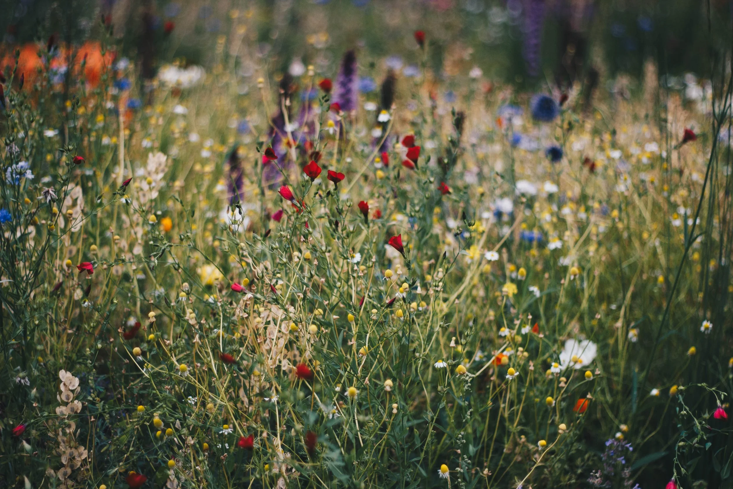 May Flowers