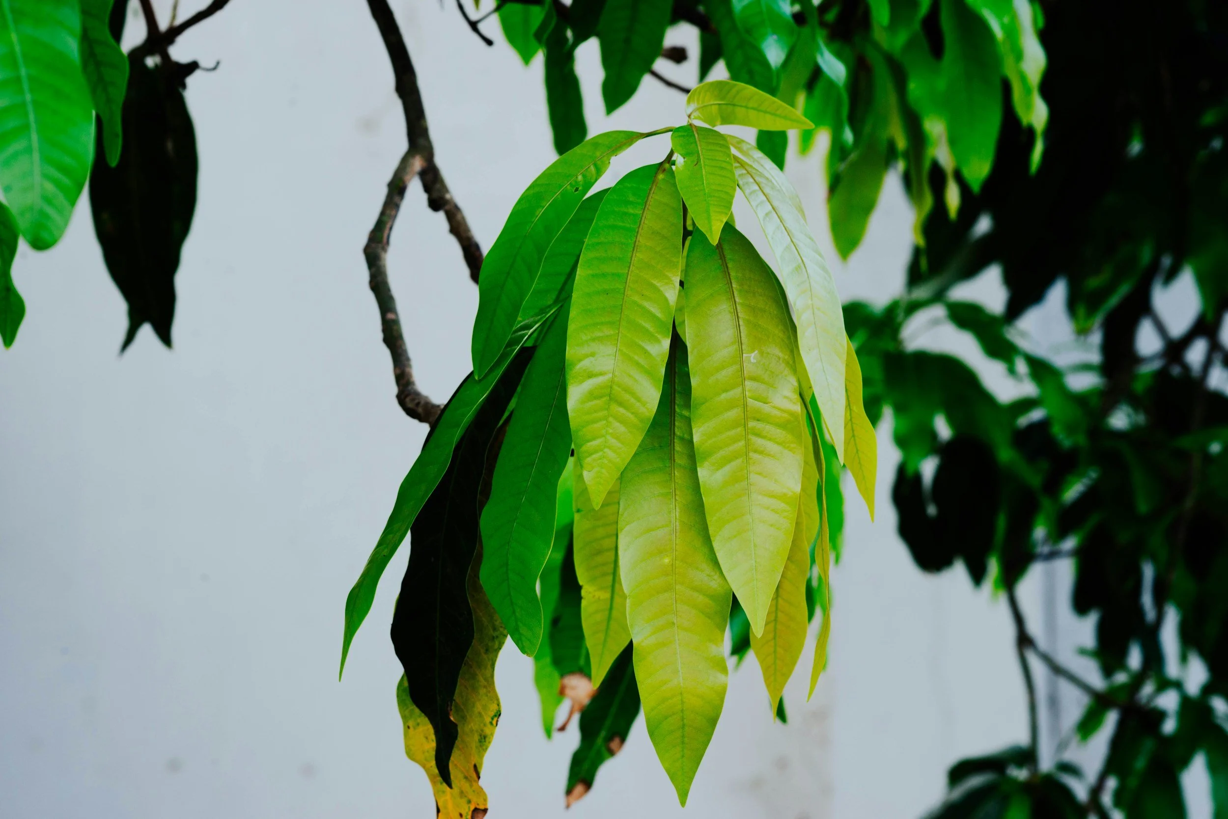 Mango Leaf Litter