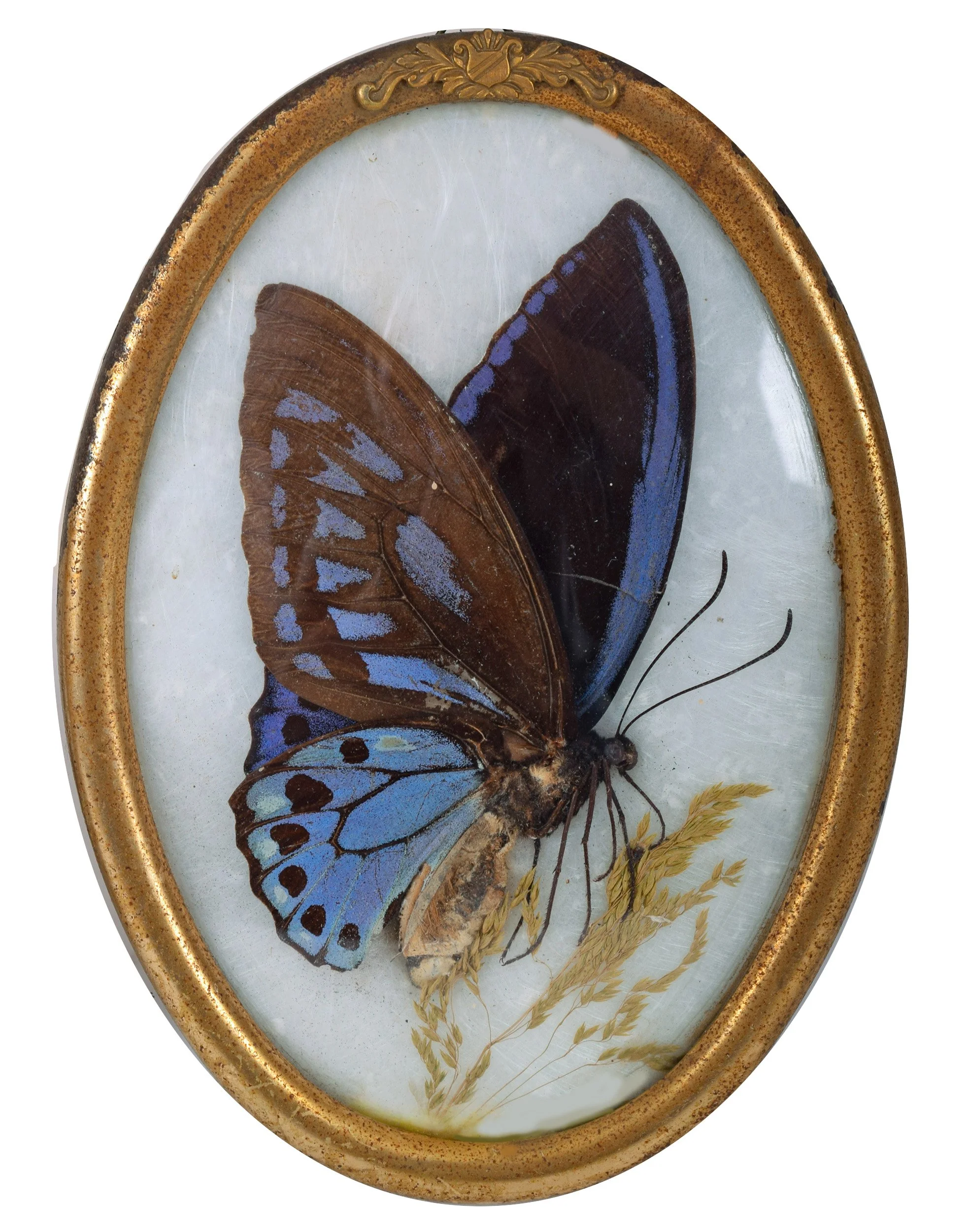 4_Oval_Butterflies_silo.jpg