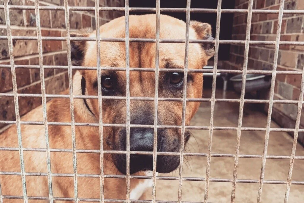 Dog Rescue Newcastle