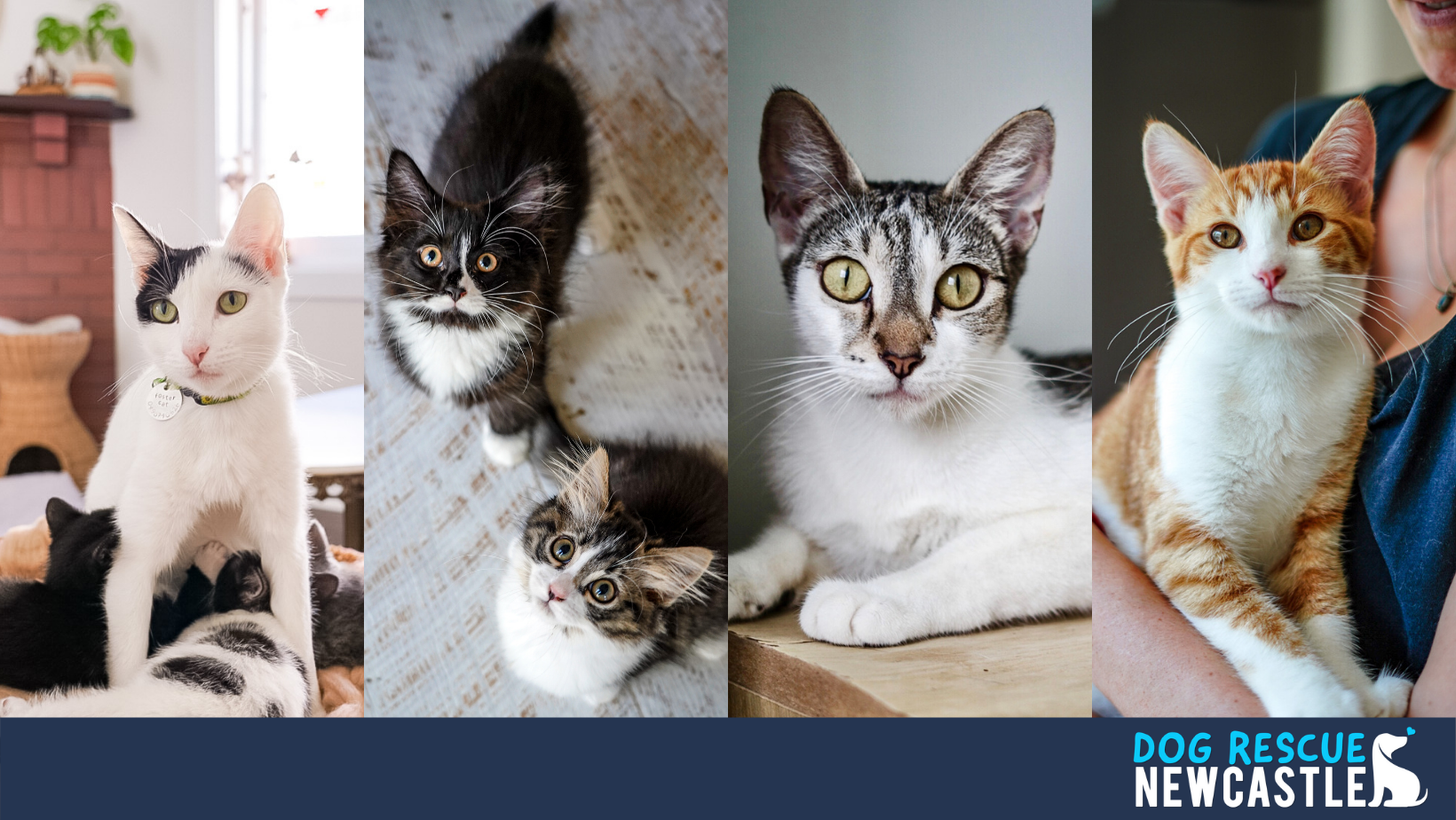 Cats of Dog Rescue Newcastle — Dog Rescue Newcastle