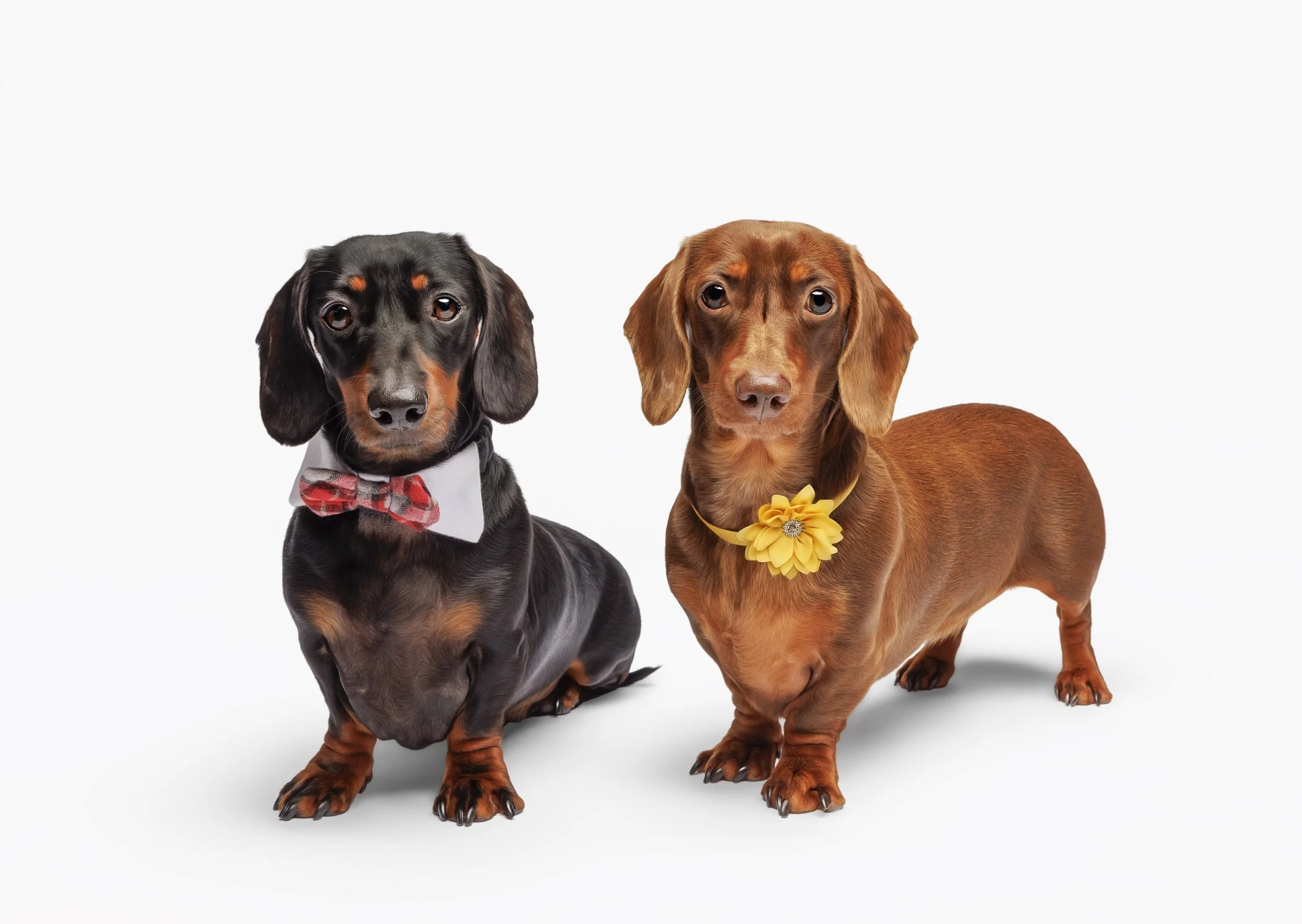 2026 Dog Rescue Newcastle Calendar-Chilli and Bobbi.jpg