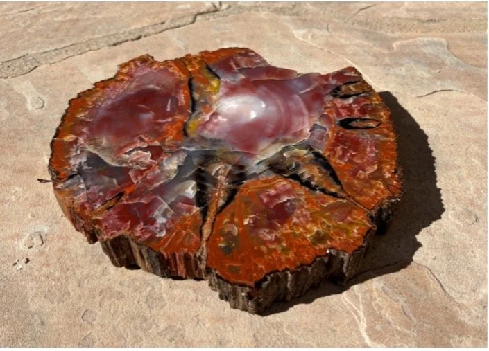 #10 - Petrified Trees and the Flood