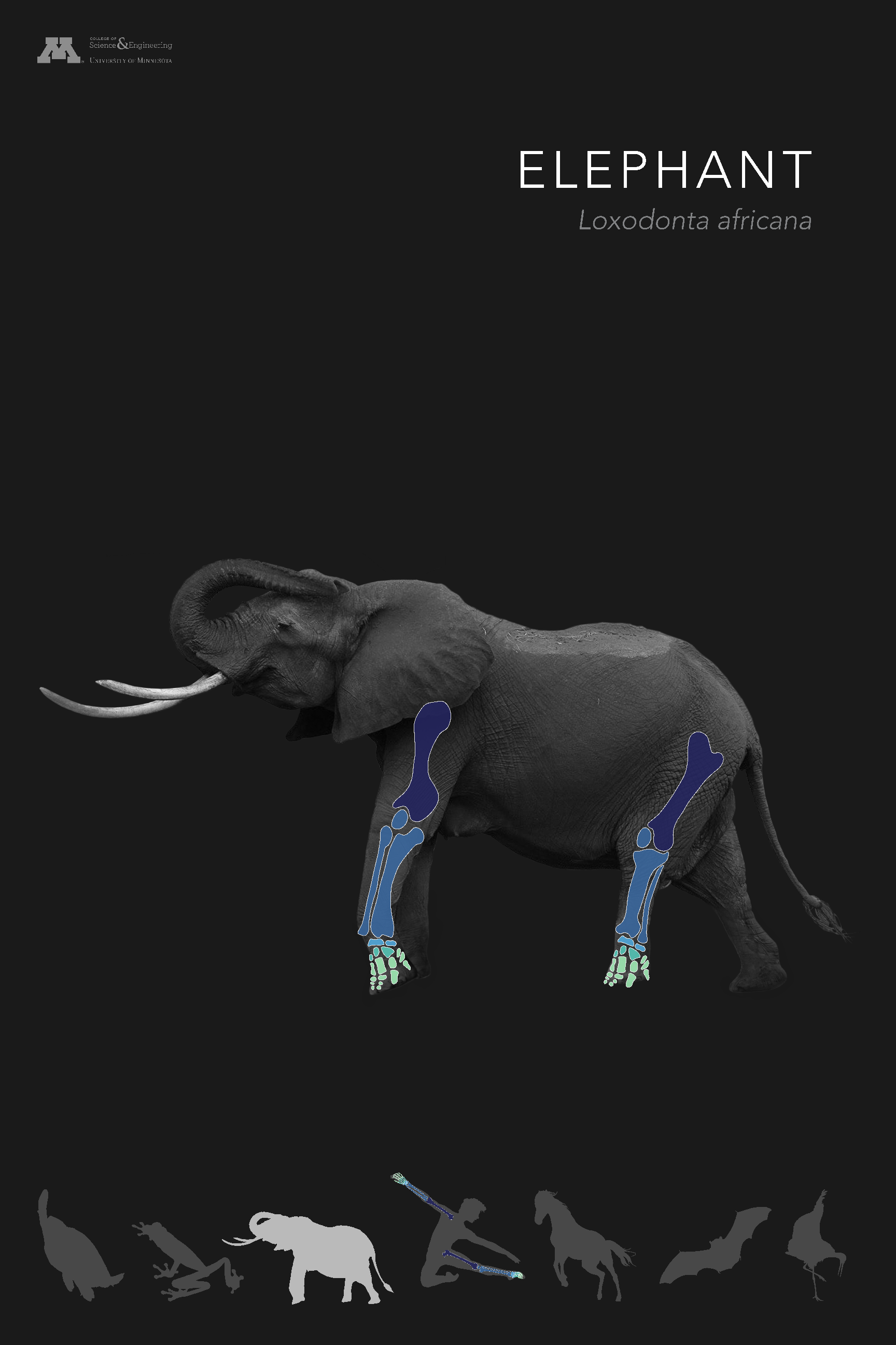 OSA_ELEPHANT_90Black_ArtOpt_72dpi.png