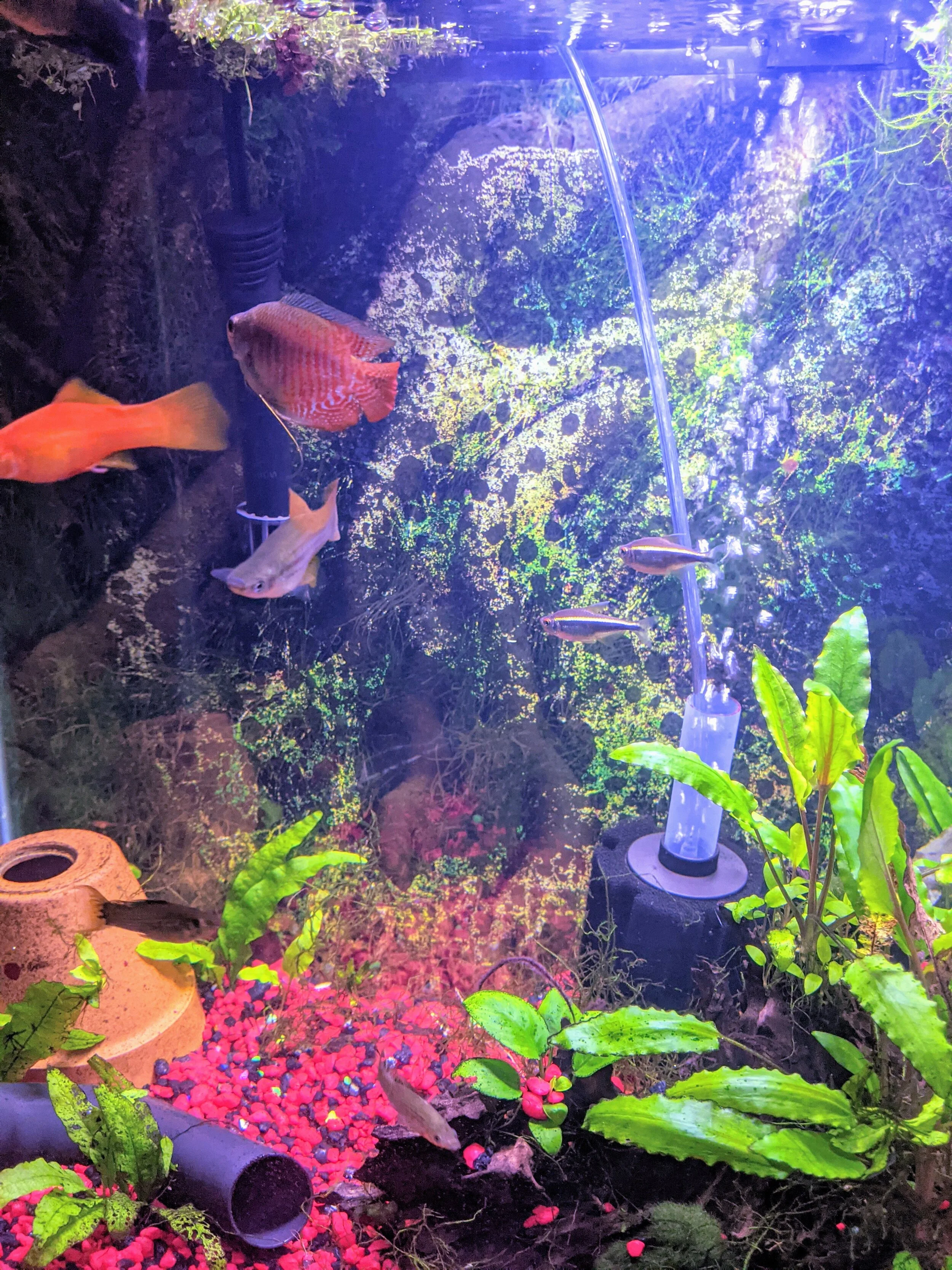 Capital City Aquatics Tallahassee's Aquarium Services