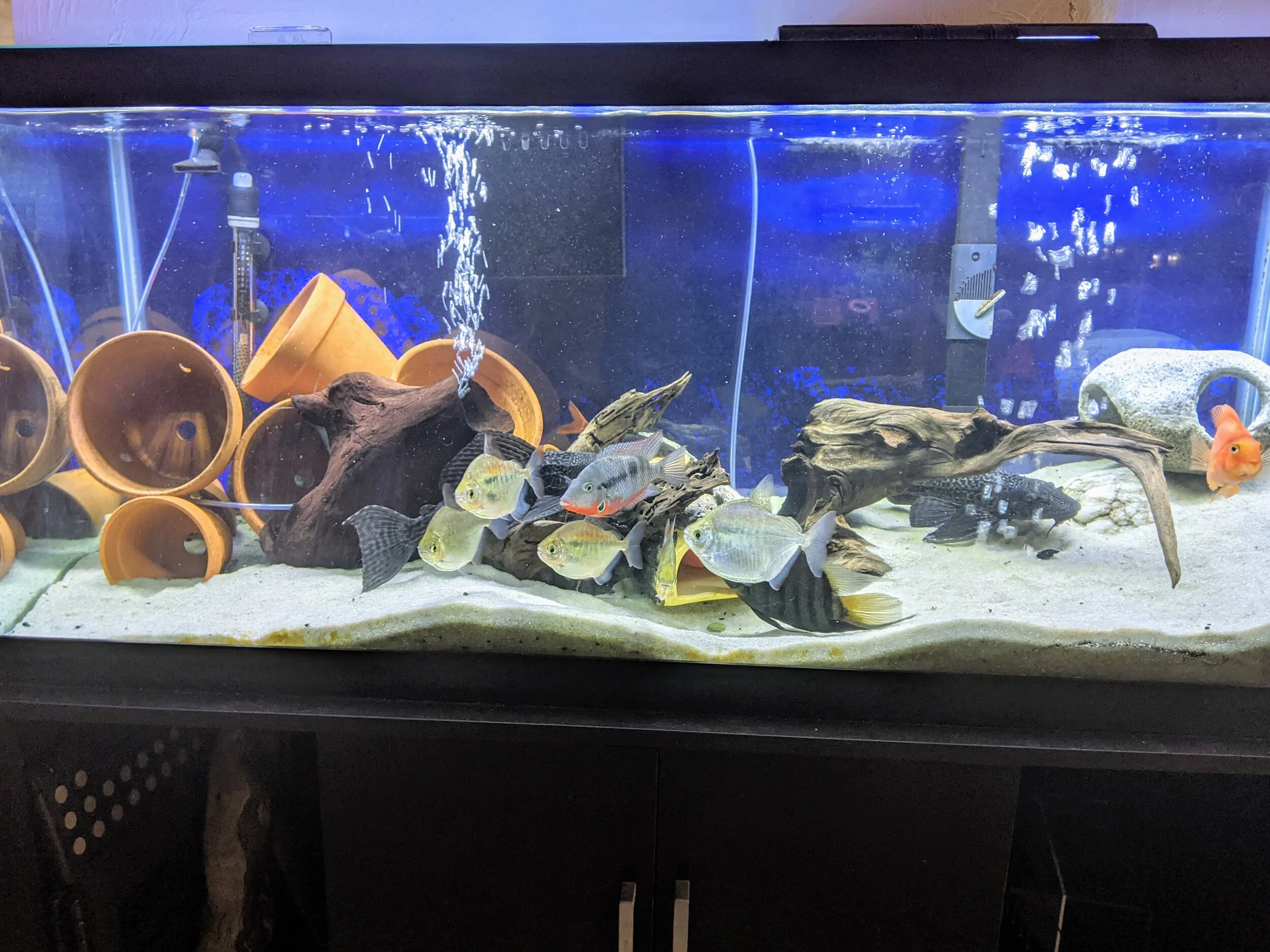 Capital City Aquatics Tallahassee's Aquarium Services