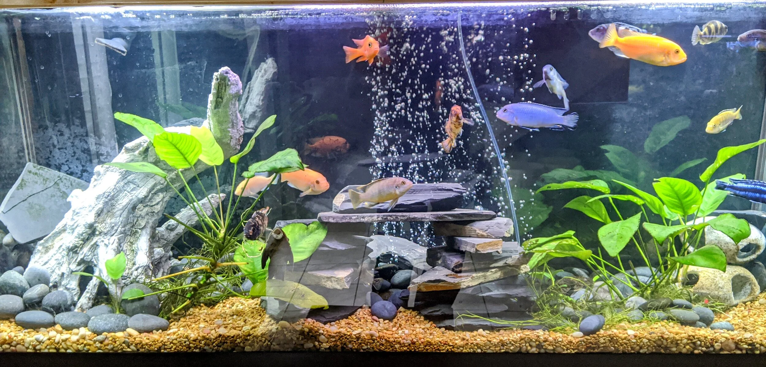 Capital City Aquatics Tallahassee's Aquarium Services