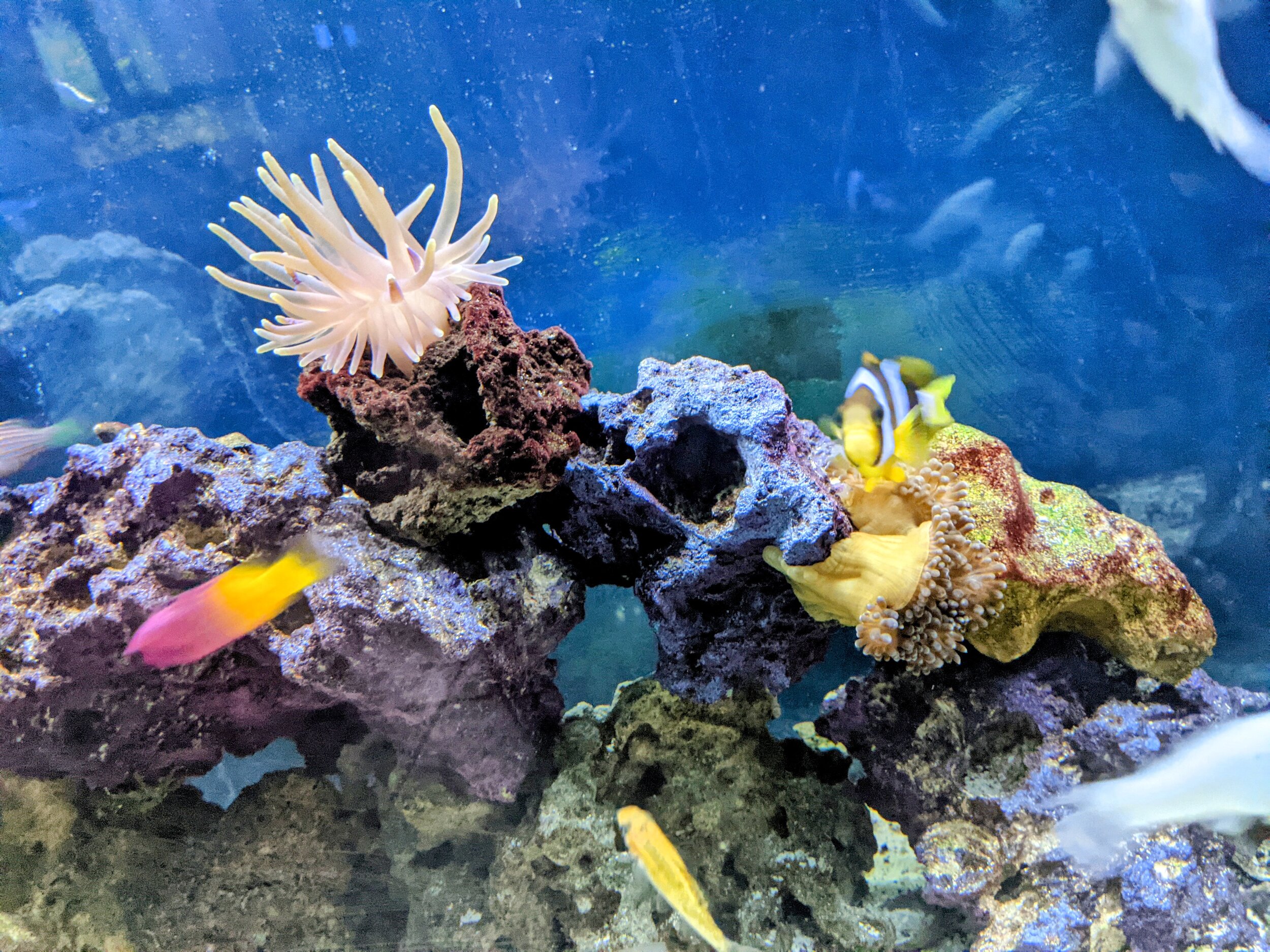 Capital City Aquatics Tallahassee's Aquarium Services