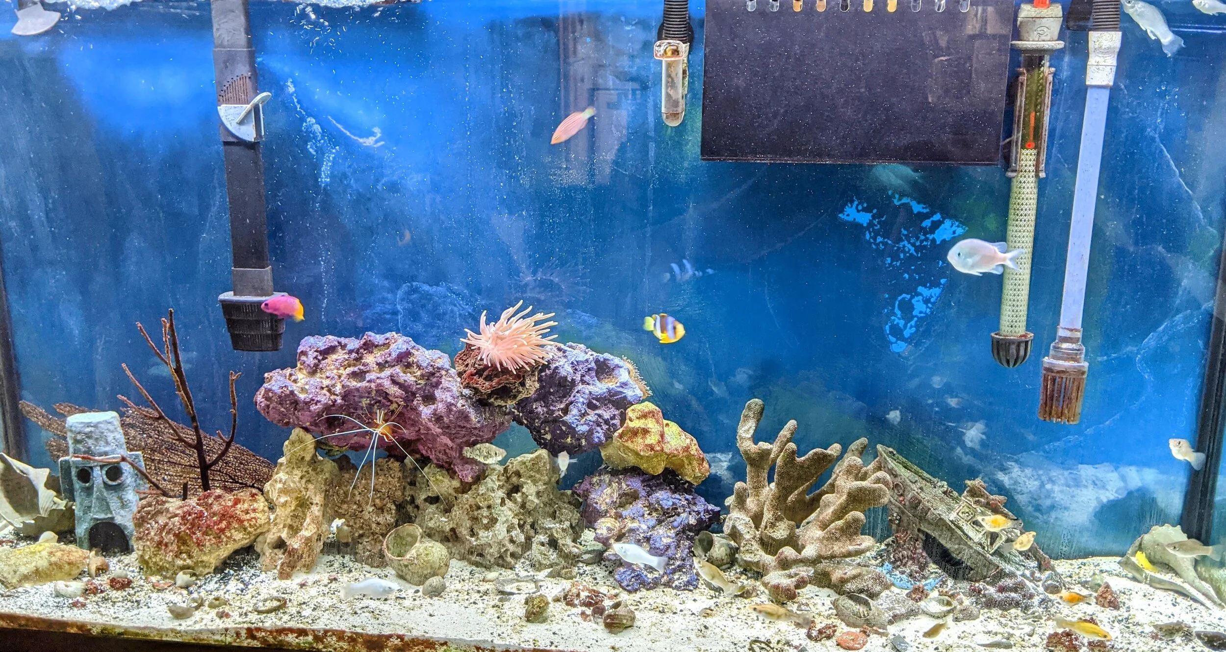 Capital City Aquatics Tallahassee's Aquarium Services