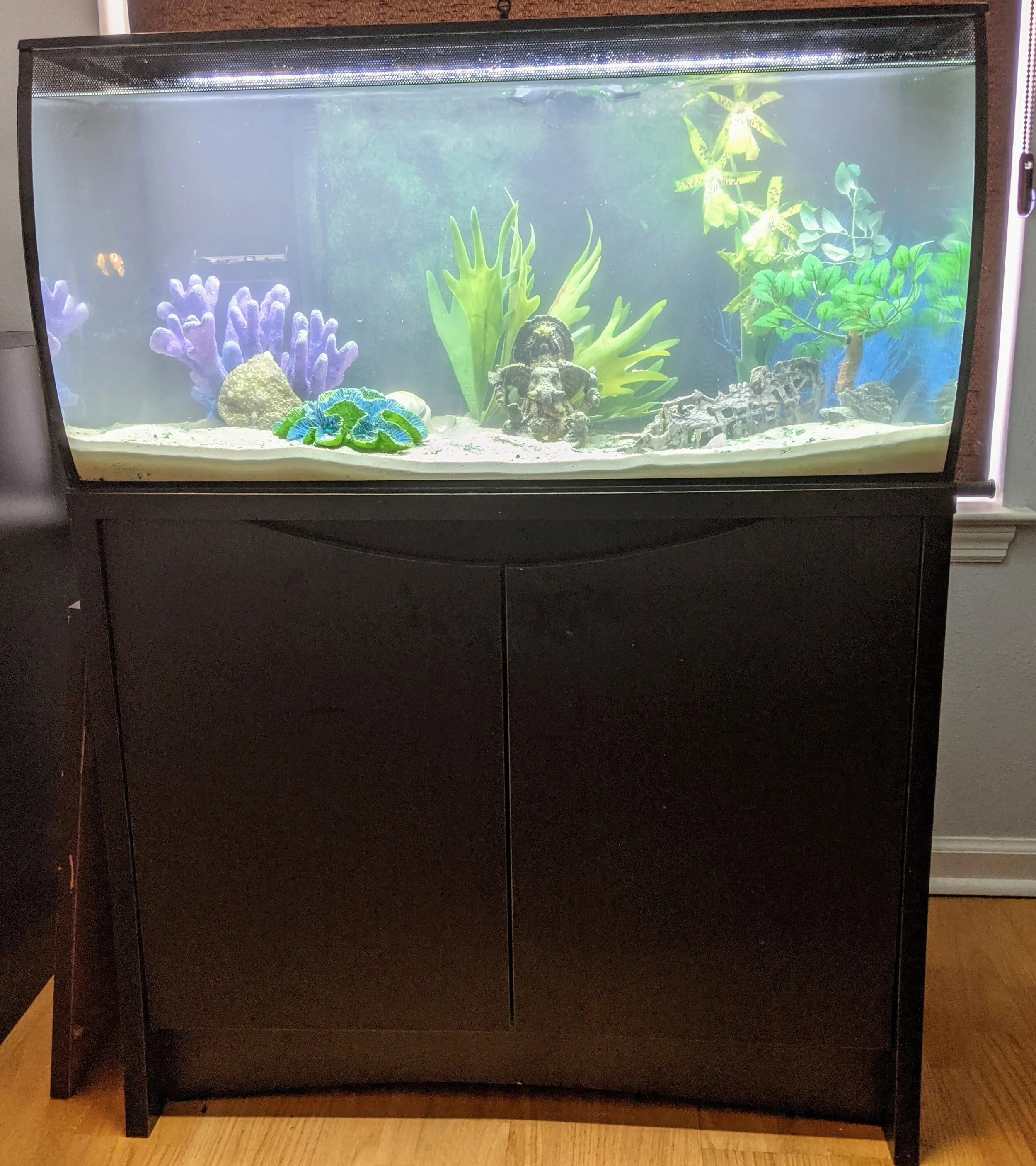 Capital City Aquatics Tallahassee's Aquarium Services