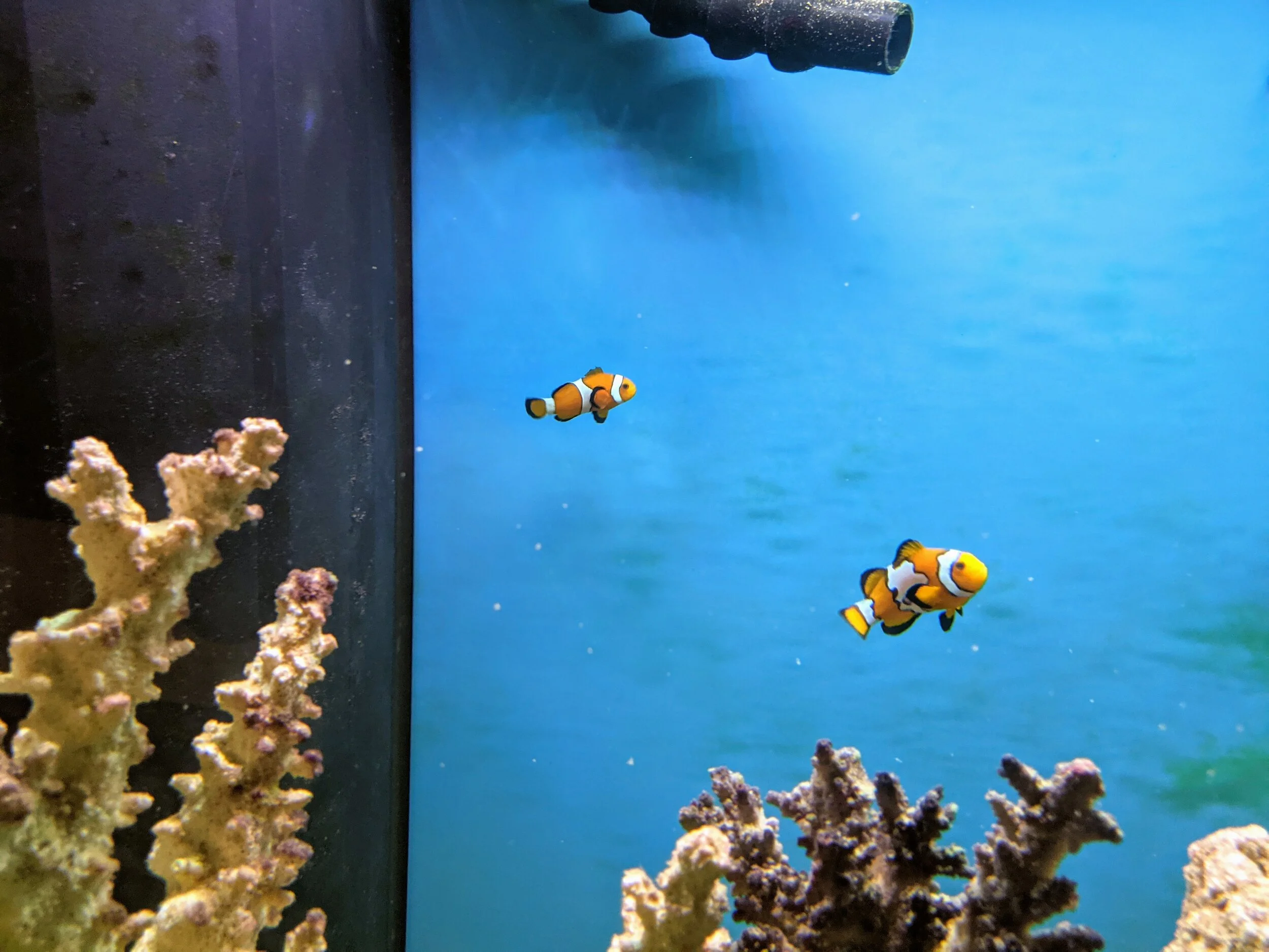 Capital City Aquatics Tallahassee's Aquarium Services